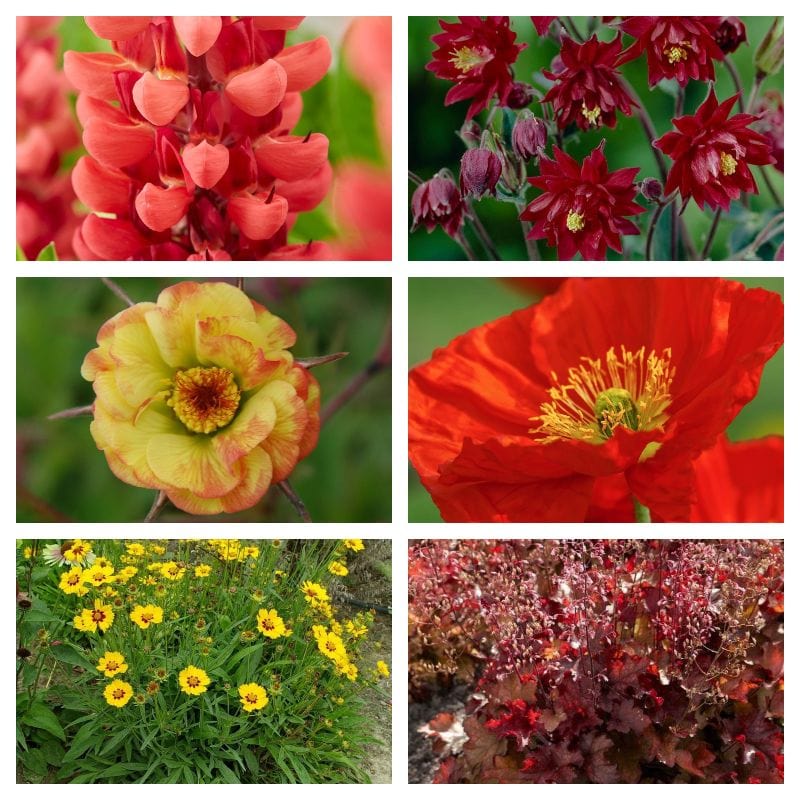 Summer Flame Collection | Red, Yellow & Orange Perennial Plants