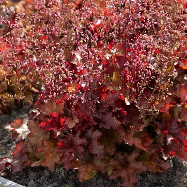 Summer Flame Collection | Red, Yellow & Orange Perennial Plants - Image 2