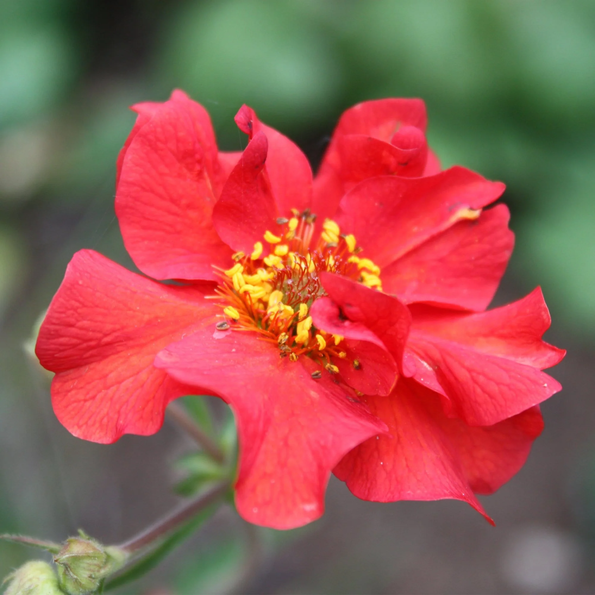 Summer Flame Collection | Red, Yellow & Orange Perennial Plants - Image 8