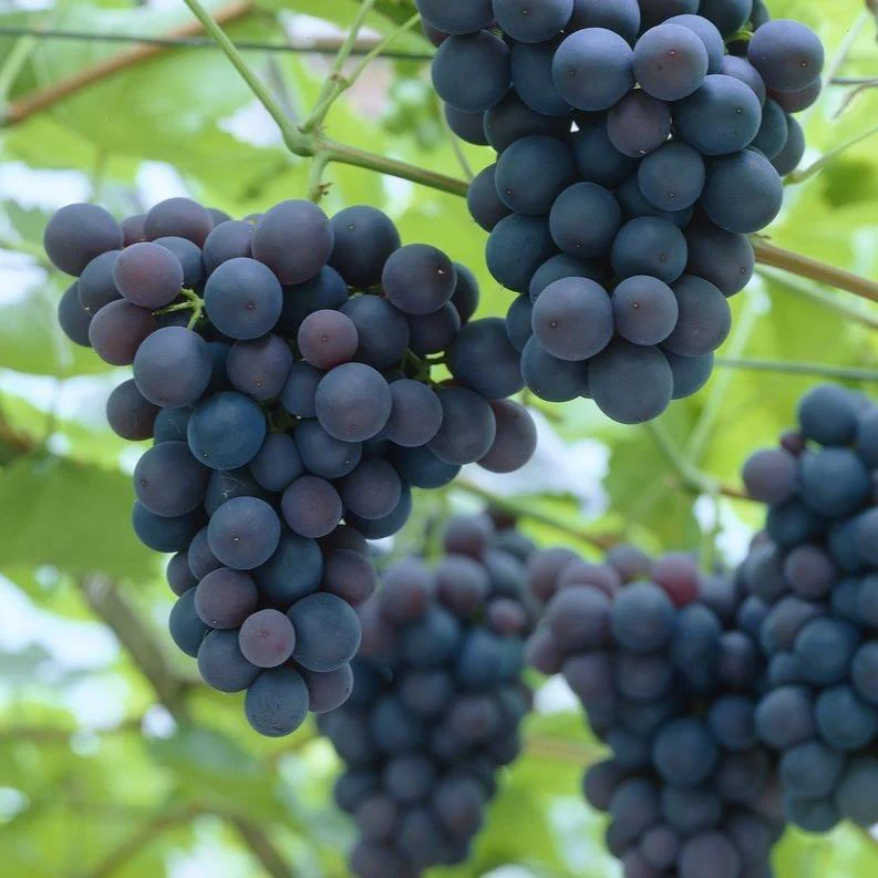 'Black Hamburgh' Indoor Grape Vine - Image 4