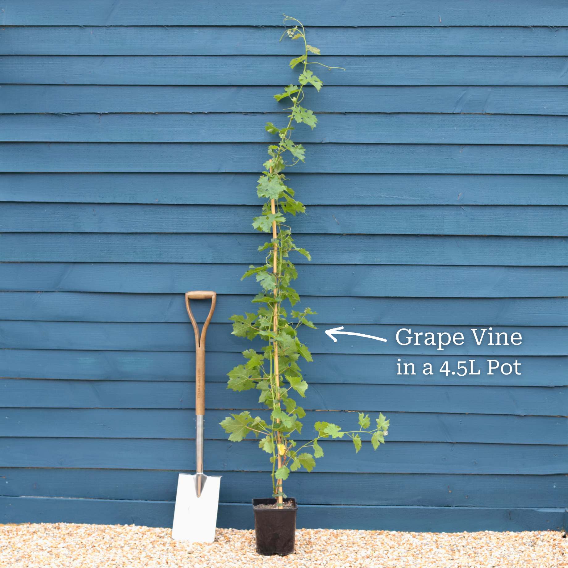 'Phoenix' Outdoor Grape Vine - Image 6