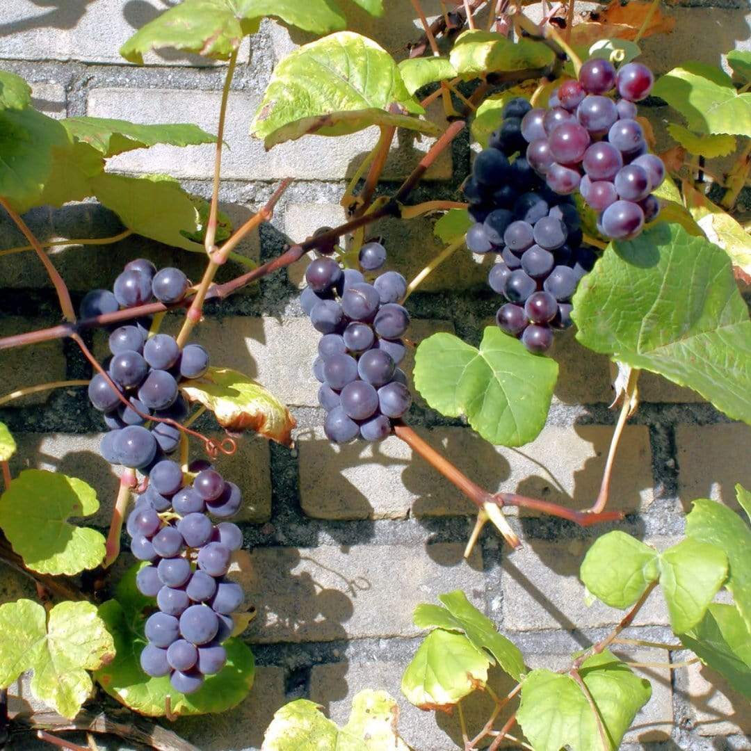 'Boskoop Glory' Seedless Outdoor Grape Vine - Image 4