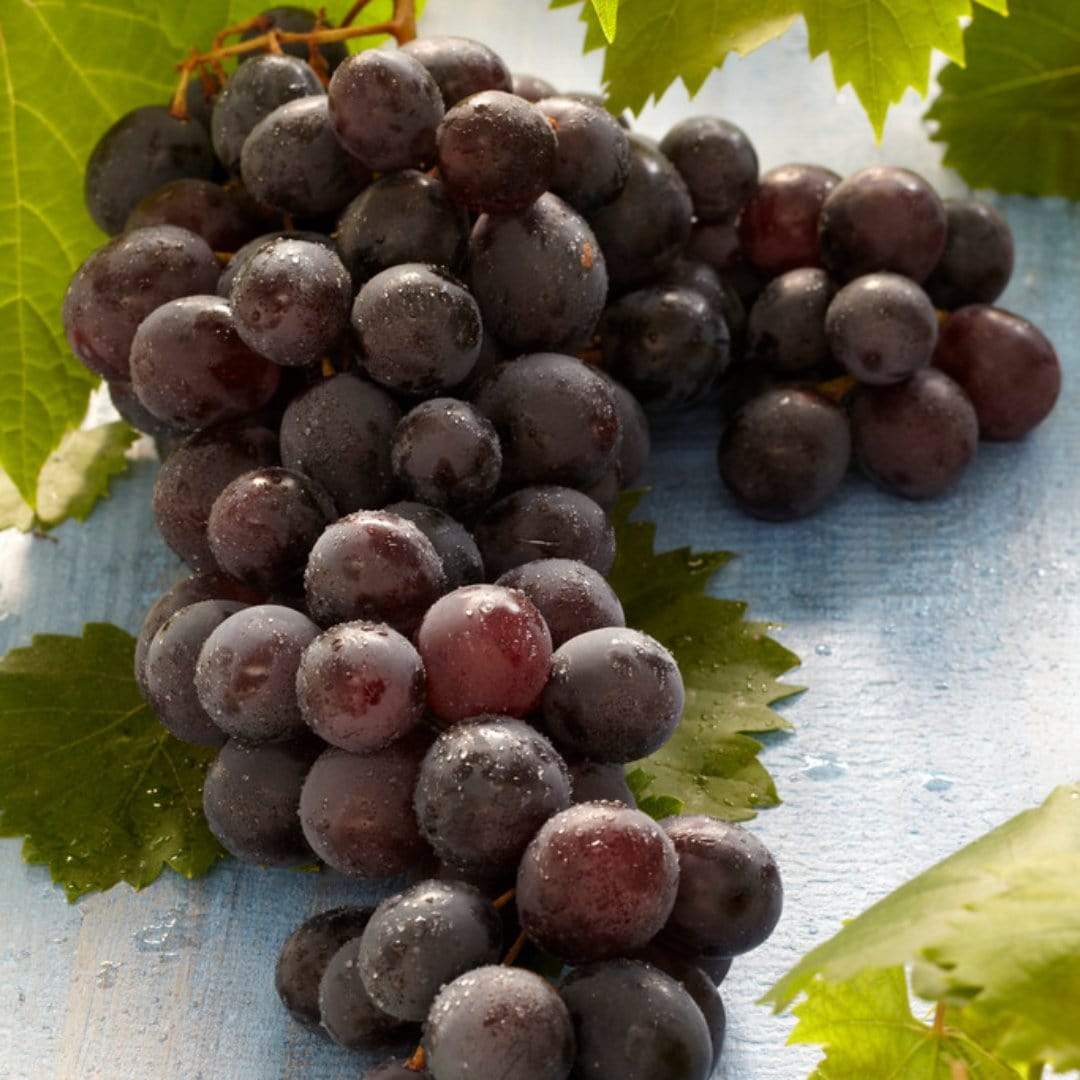 'Boskoop Glory' Seedless Outdoor Grape Vine - Image 5