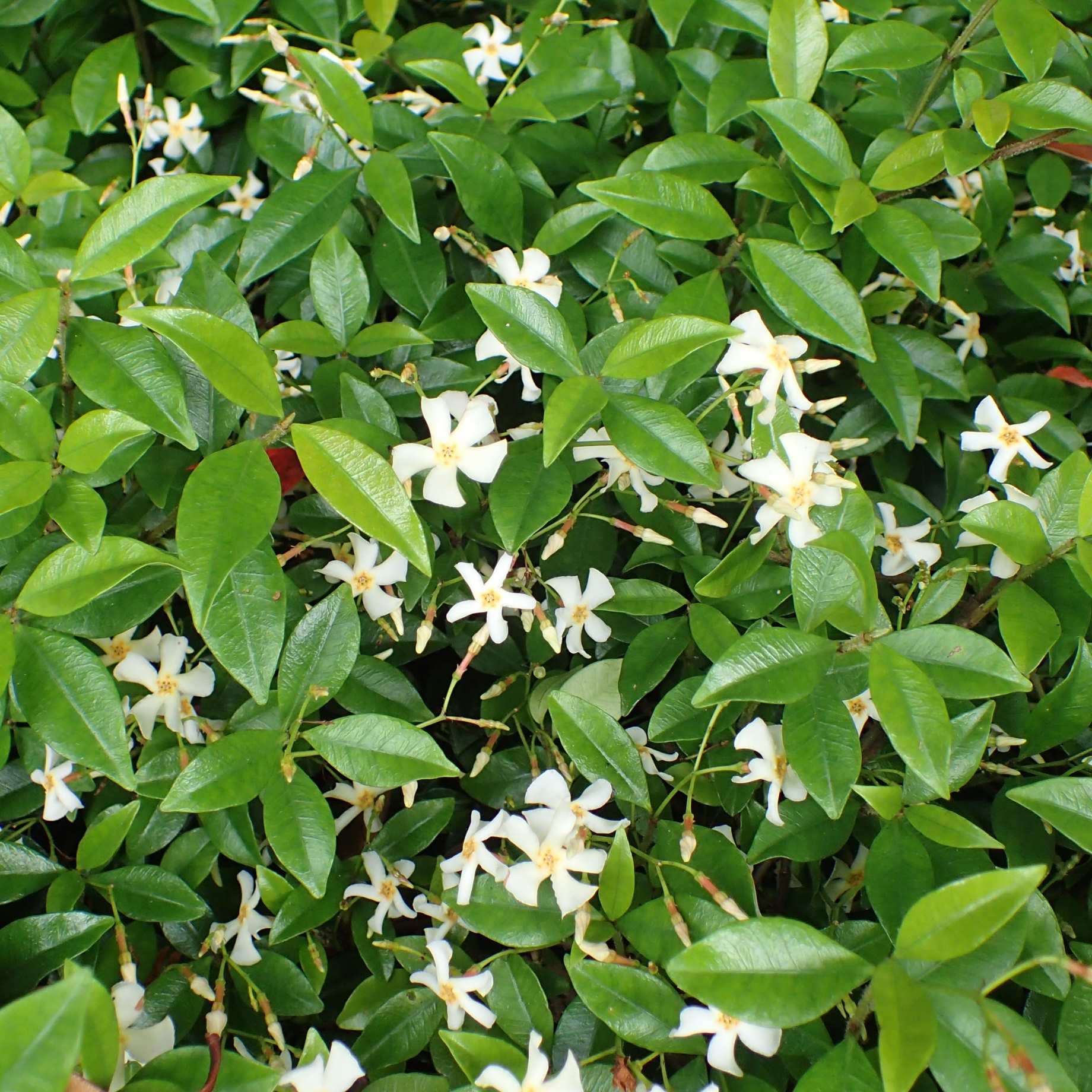 Chinese Jasmine | Trachelospermum asiaticum - Image 3