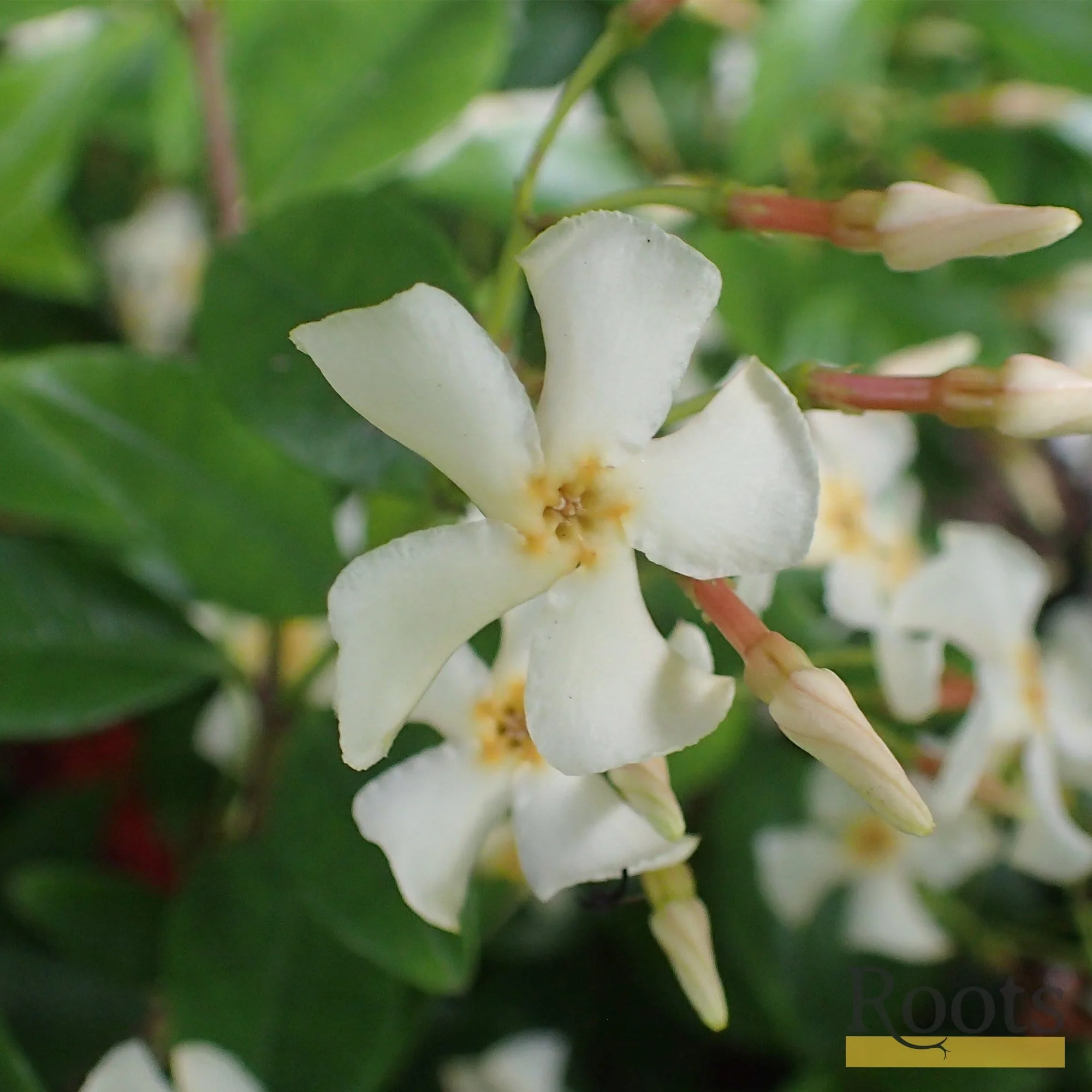 Chinese Jasmine | Trachelospermum asiaticum - Image 5