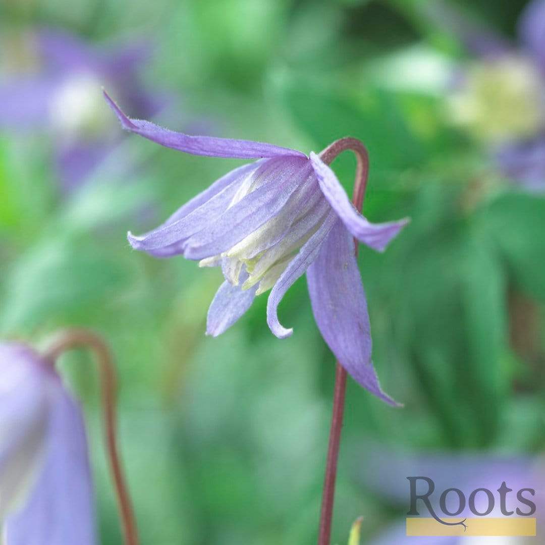 Clematis alpina 'Bredon Blue' - Image 3