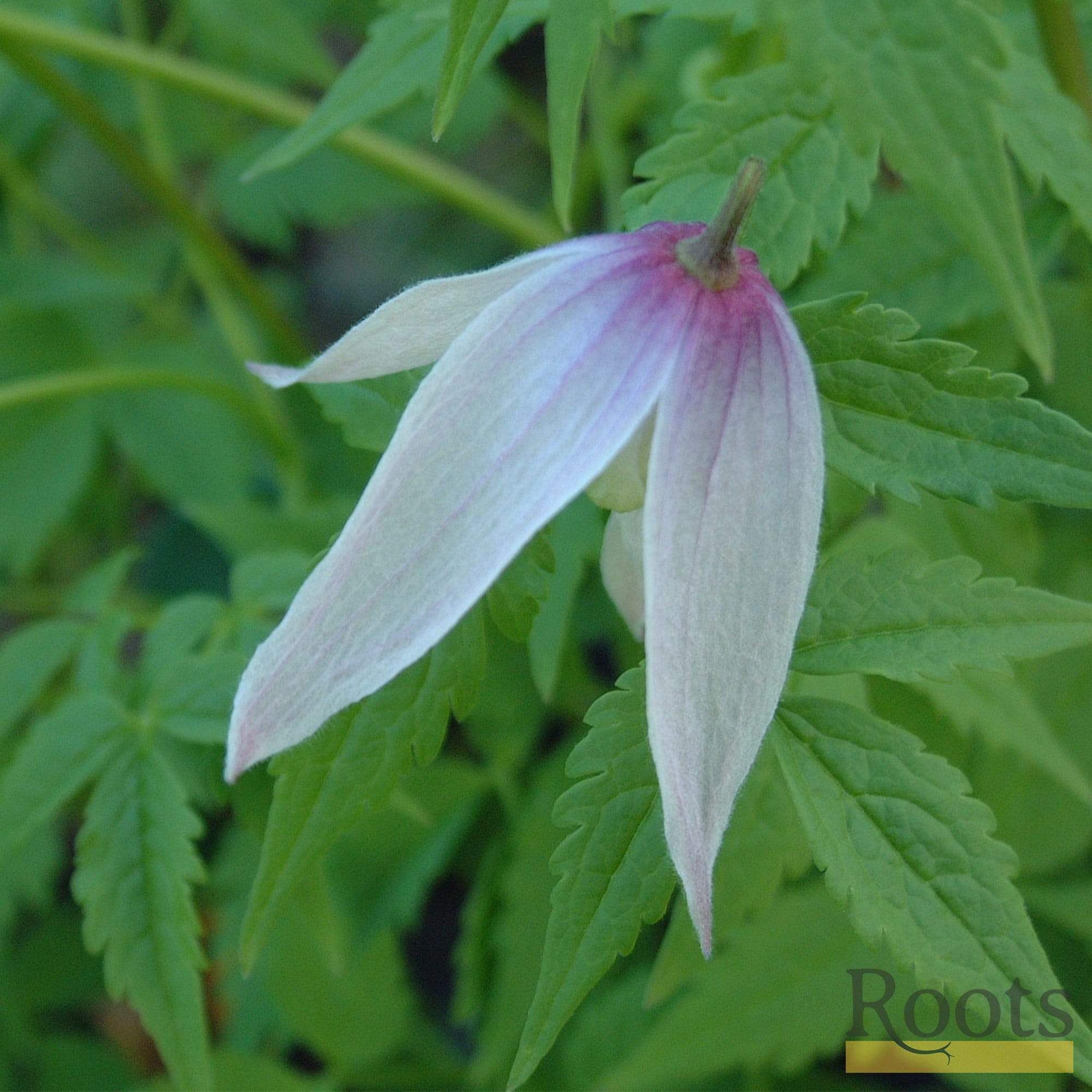 Clematis alpina 'Willy' - Image 2