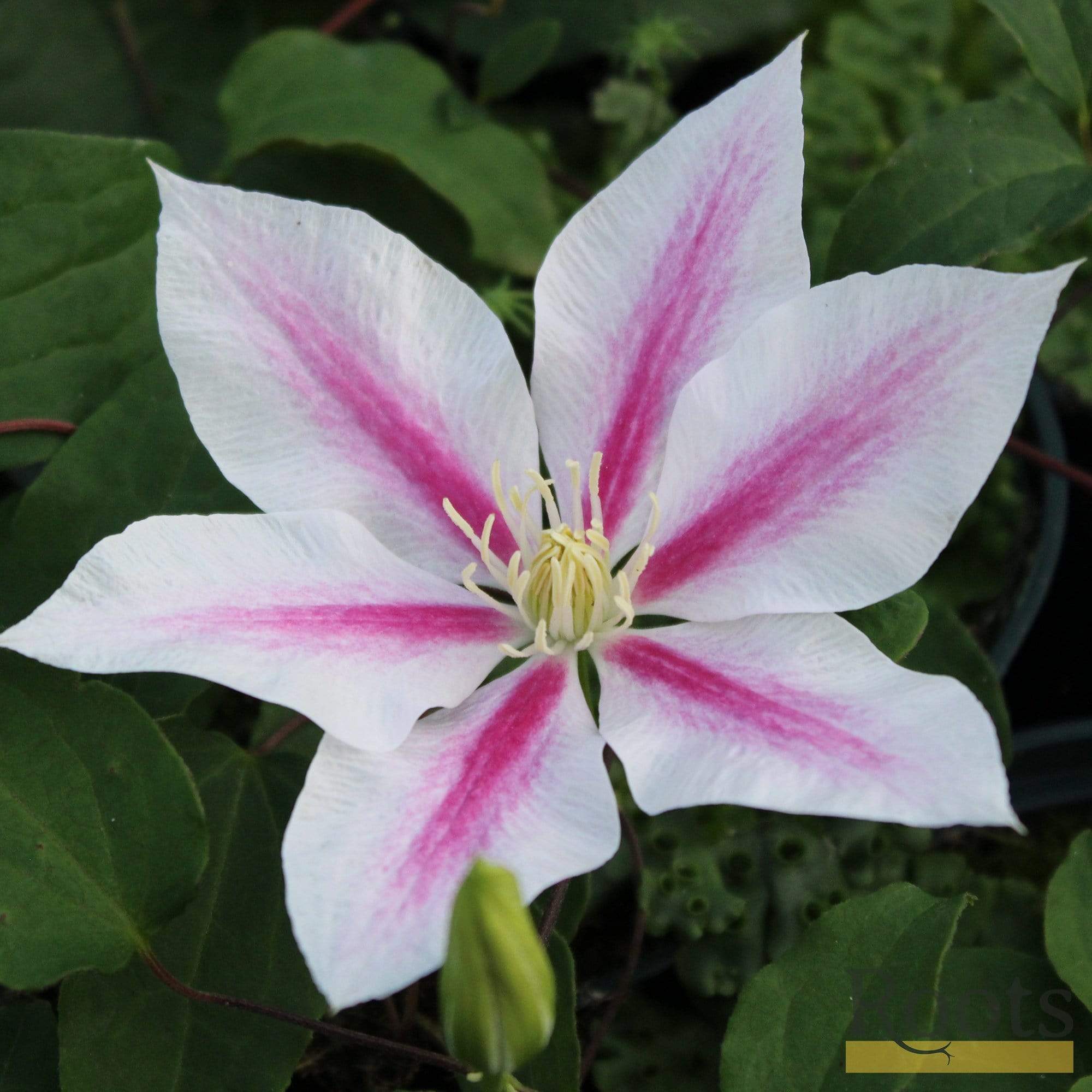Clematis 'Andromeda' - Image 2