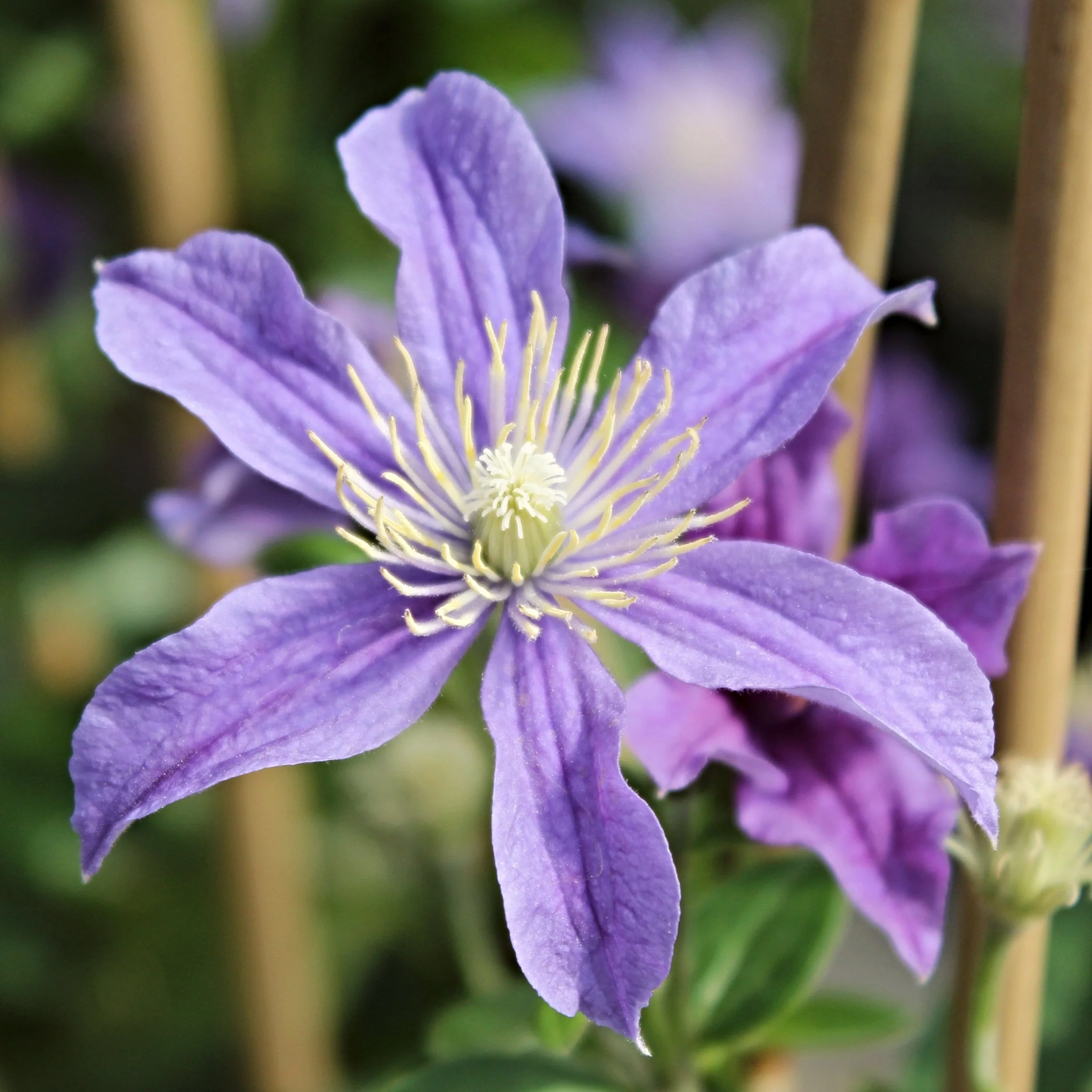 Clematis 'Arabella'