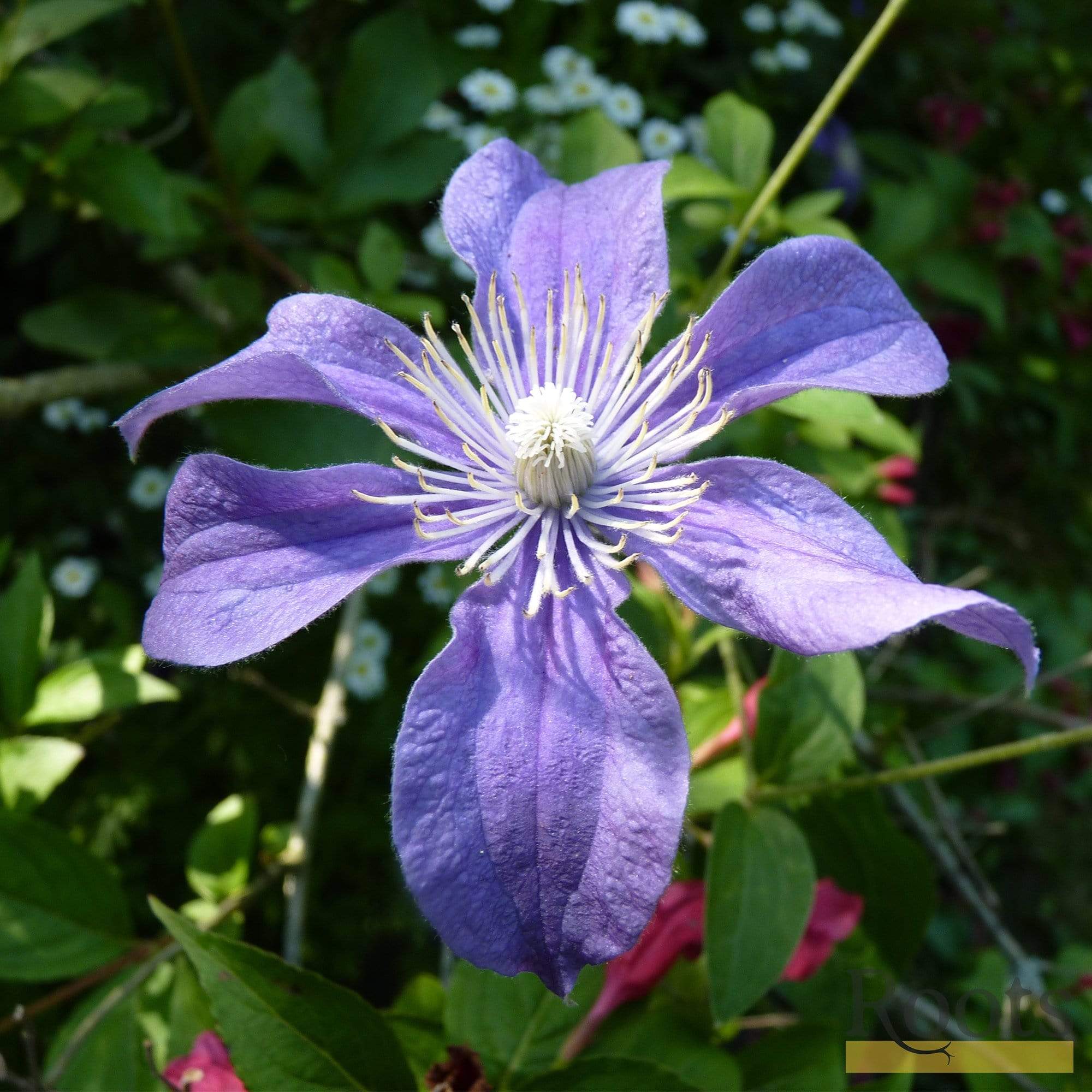 Clematis 'Arabella' - Image 2