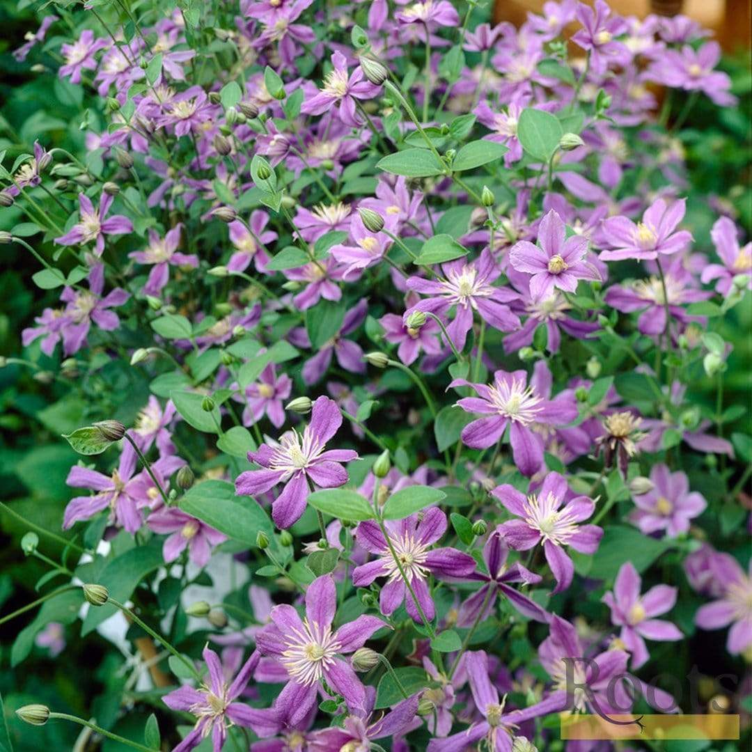 Clematis 'Arabella' - Image 3