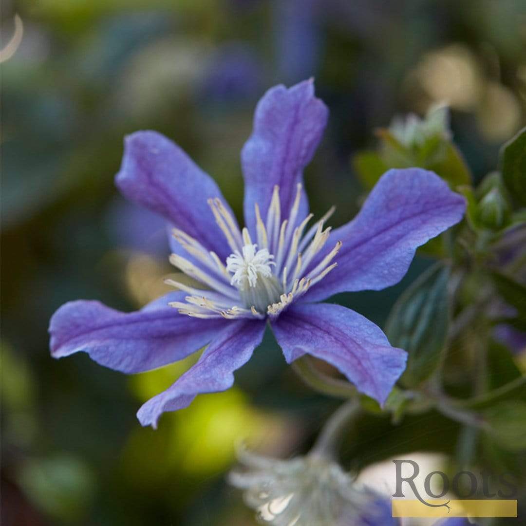Clematis 'Arabella' - Image 4