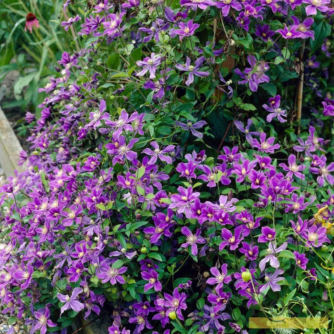 Clematis 'Arabella' - Image 5