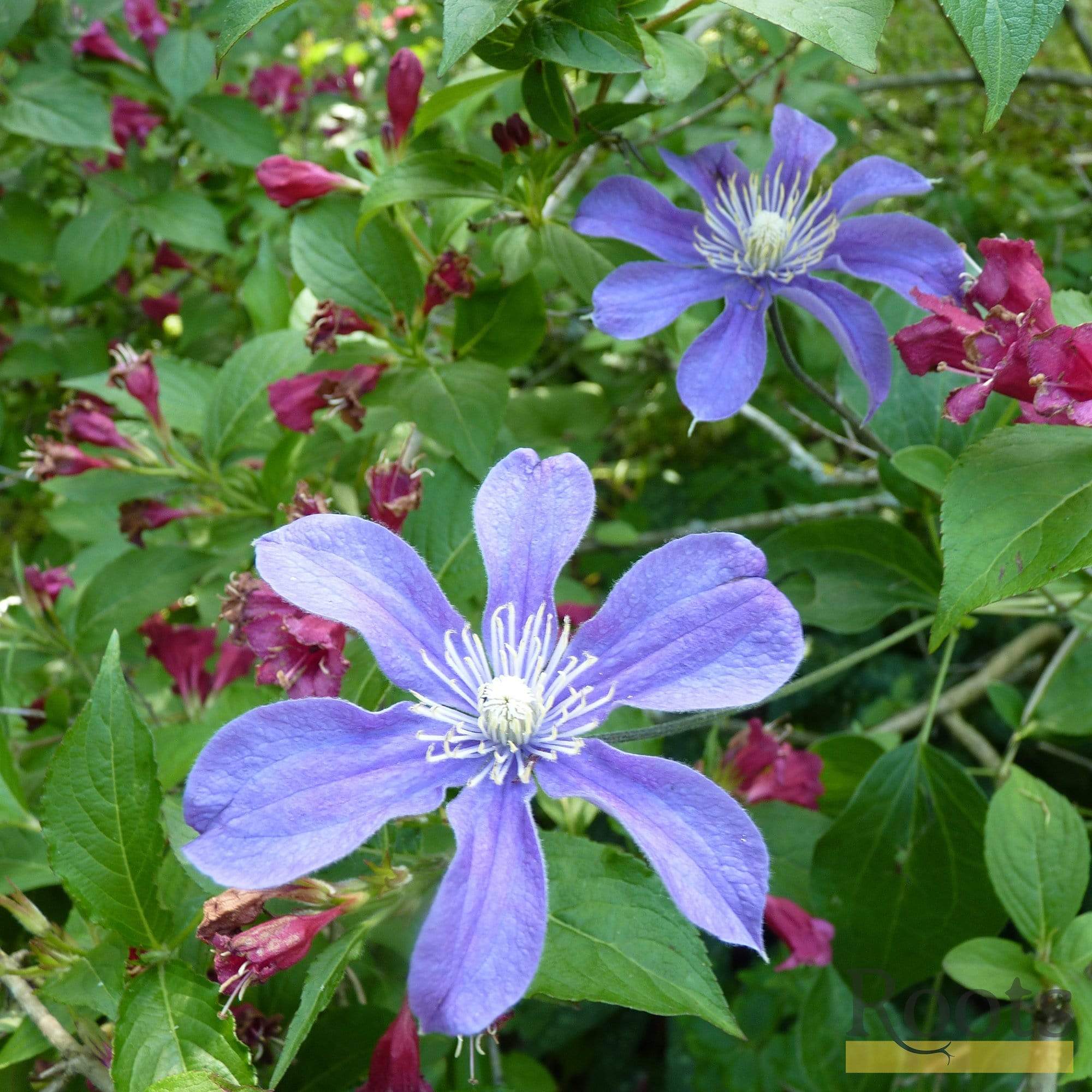 Clematis 'Arabella' - Image 6