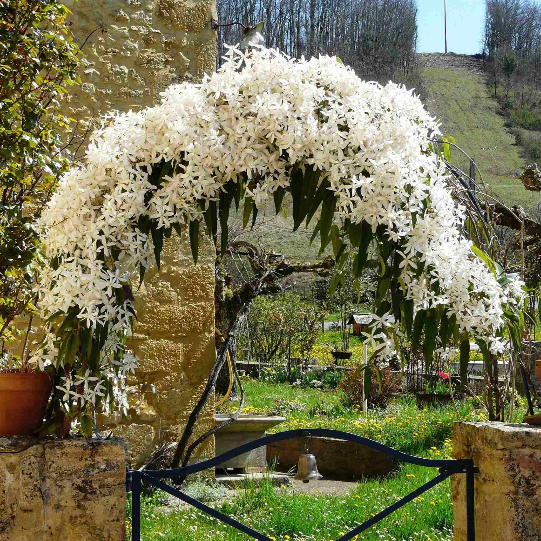Evergreen Clematis | Clematis armandii