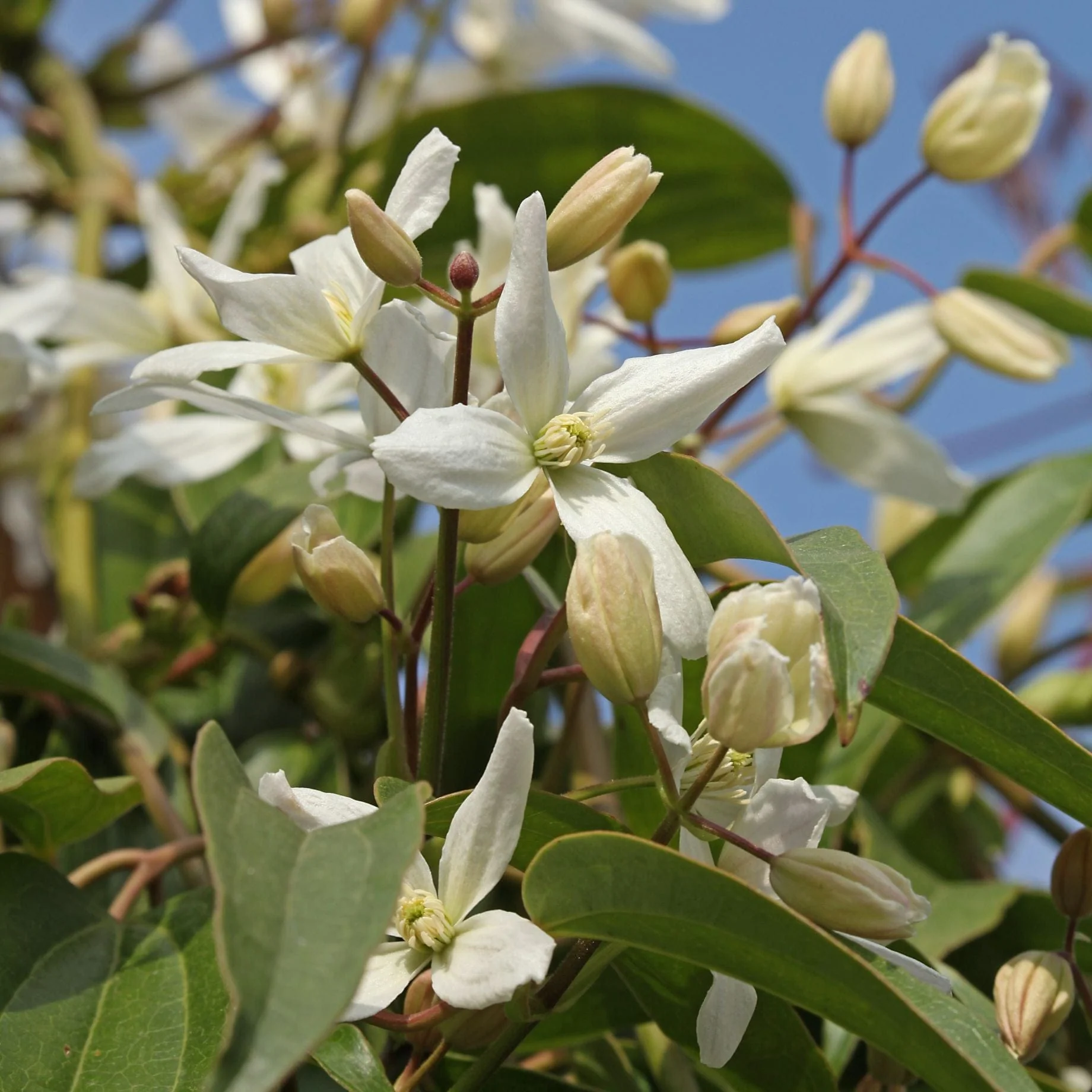 Evergreen Clematis | Clematis armandii - Image 2