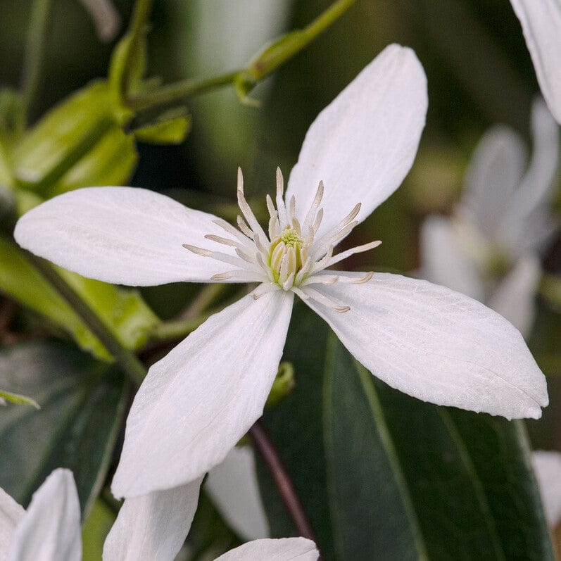 Evergreen Clematis | Clematis armandii - Image 3