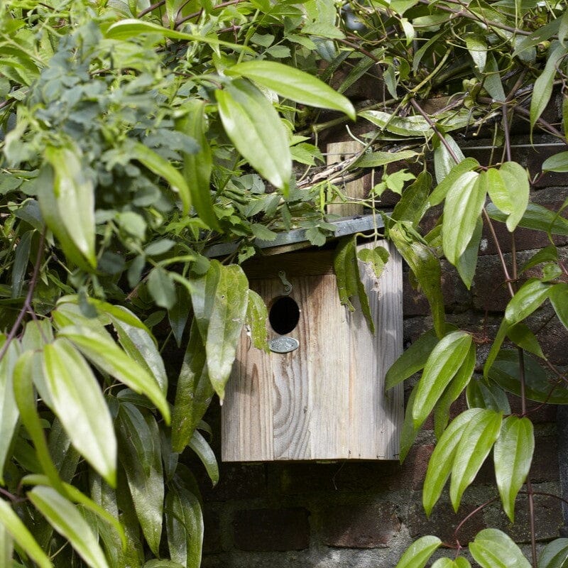 Evergreen Clematis | Clematis armandii - Image 5