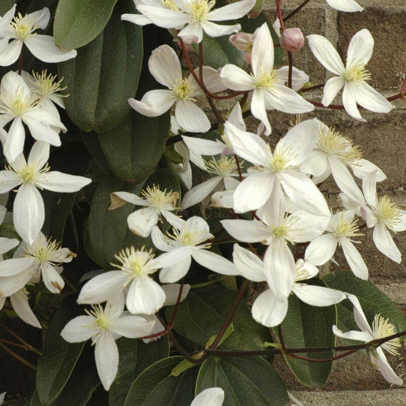 Evergreen Clematis | Clematis armandii - Image 6