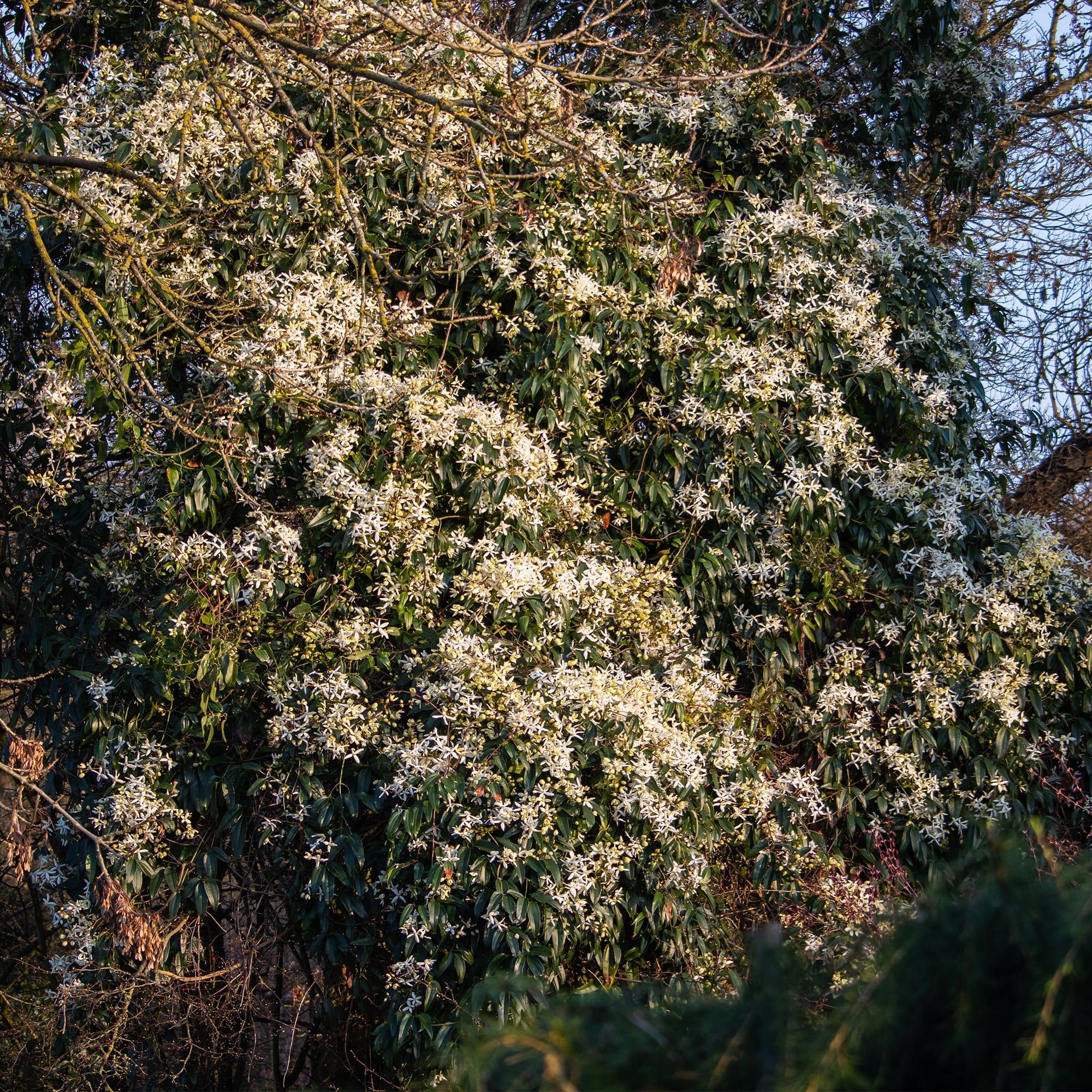Evergreen Clematis | Clematis armandii - Image 7