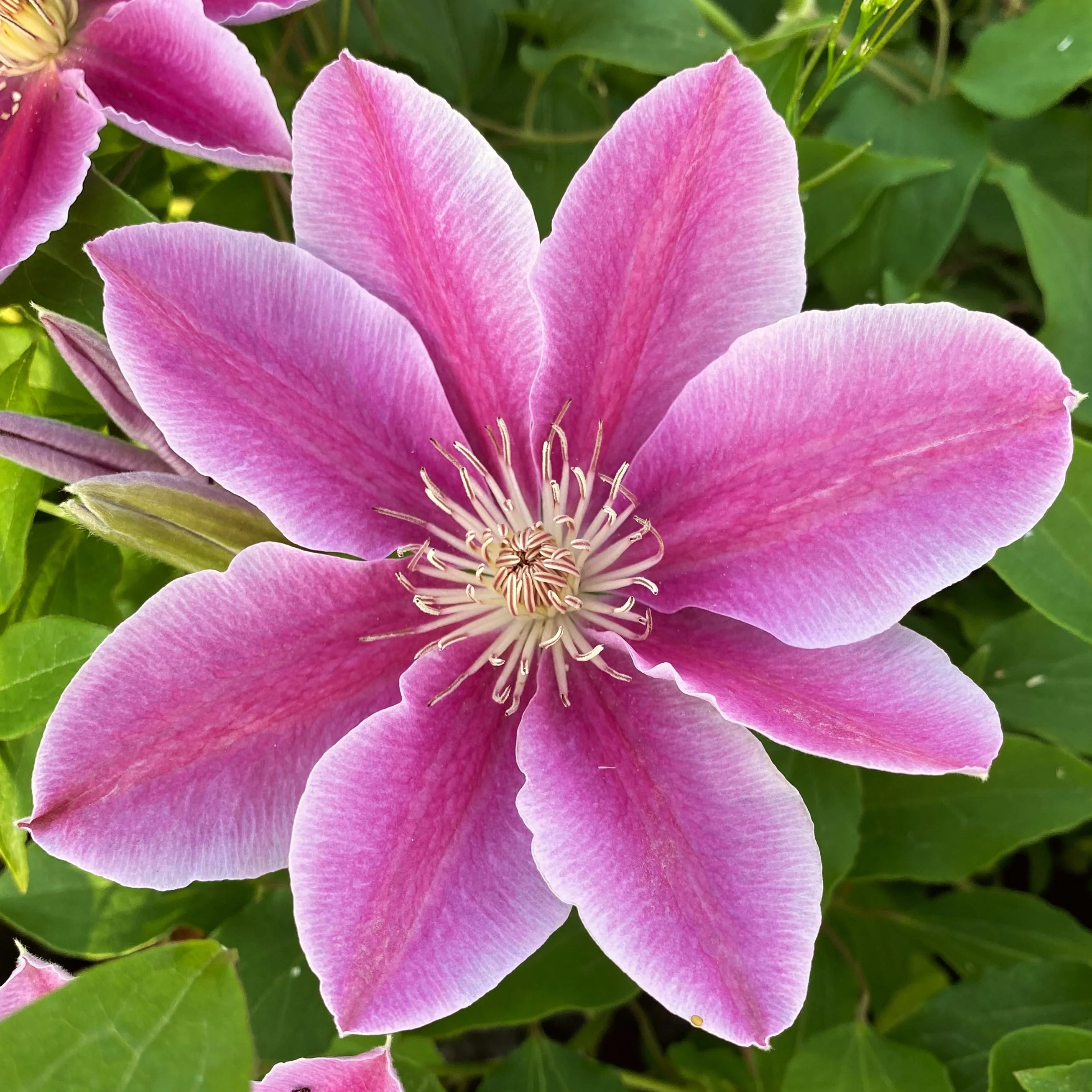 Clematis 'Bees' Jubilee'