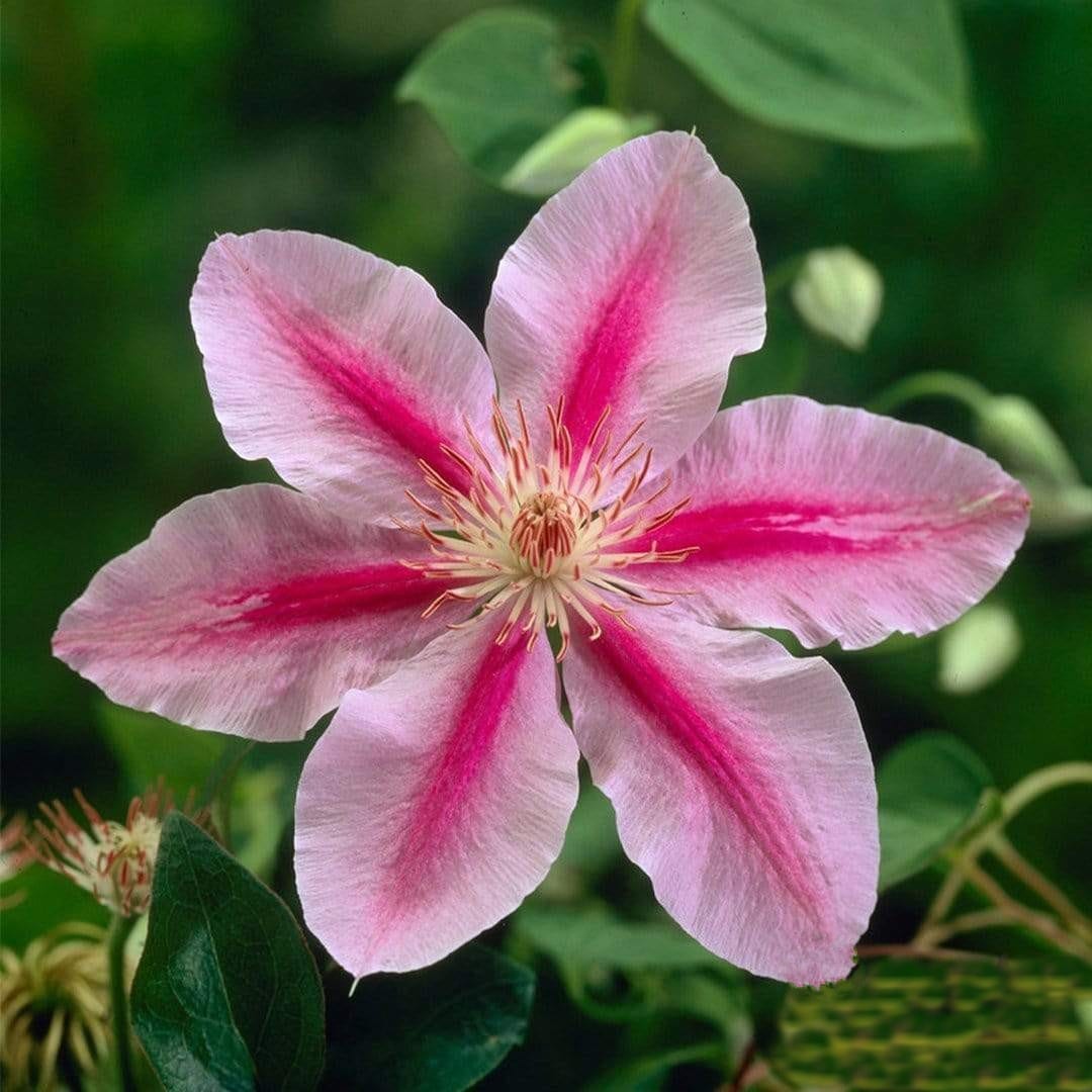 Clematis 'Bees' Jubilee' - Image 2