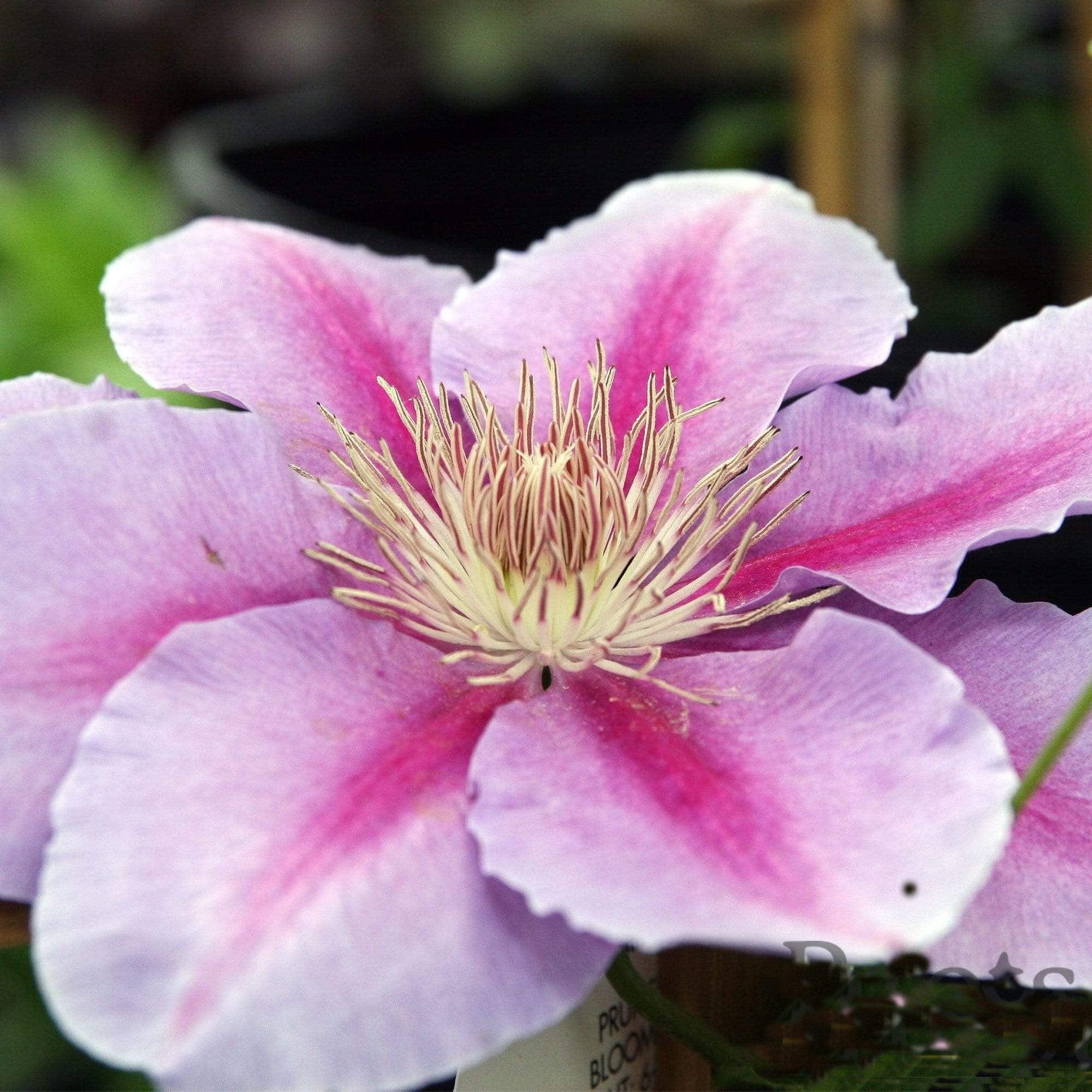 Clematis 'Bees' Jubilee' - Image 3