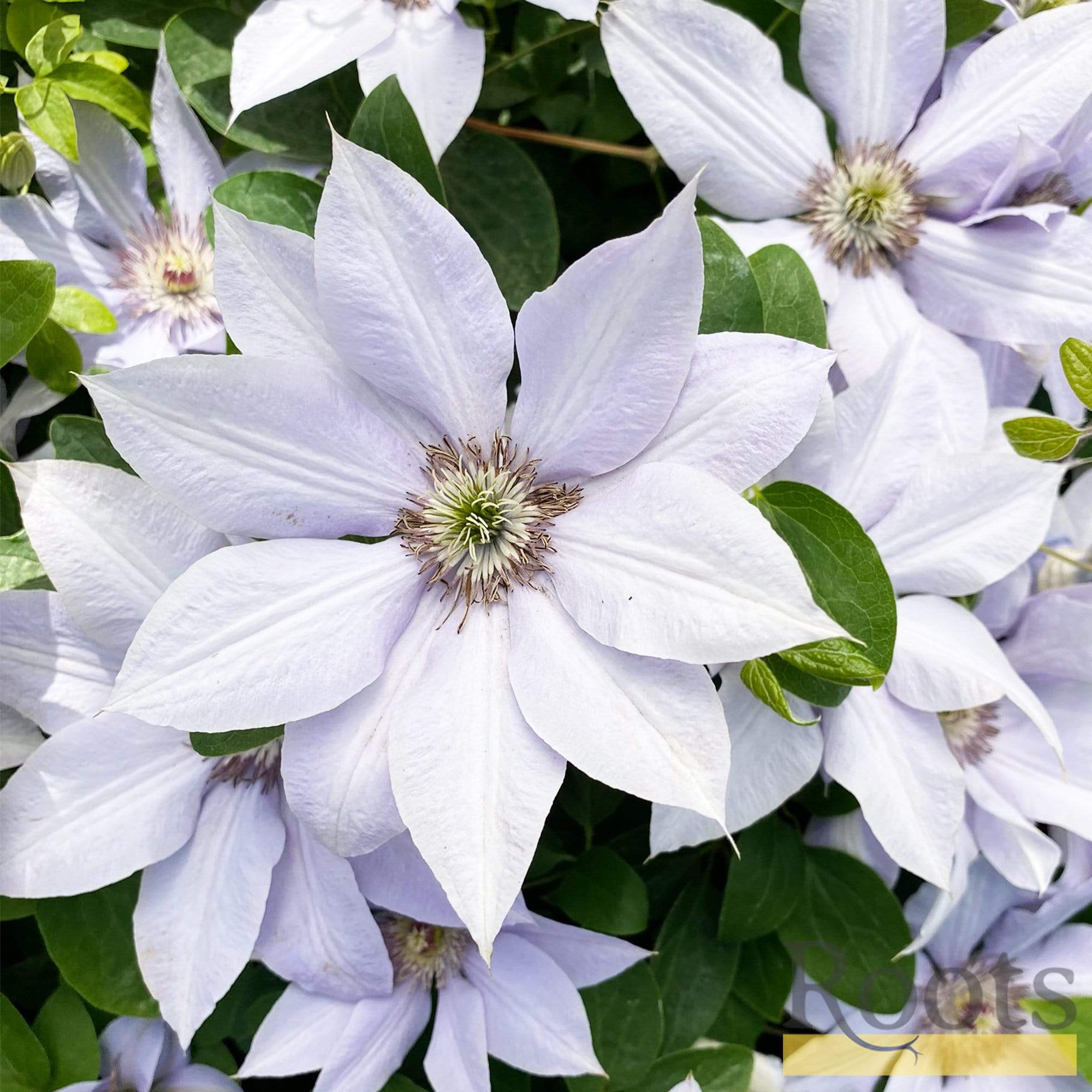 Clematis 'Bernadine' - Image 3