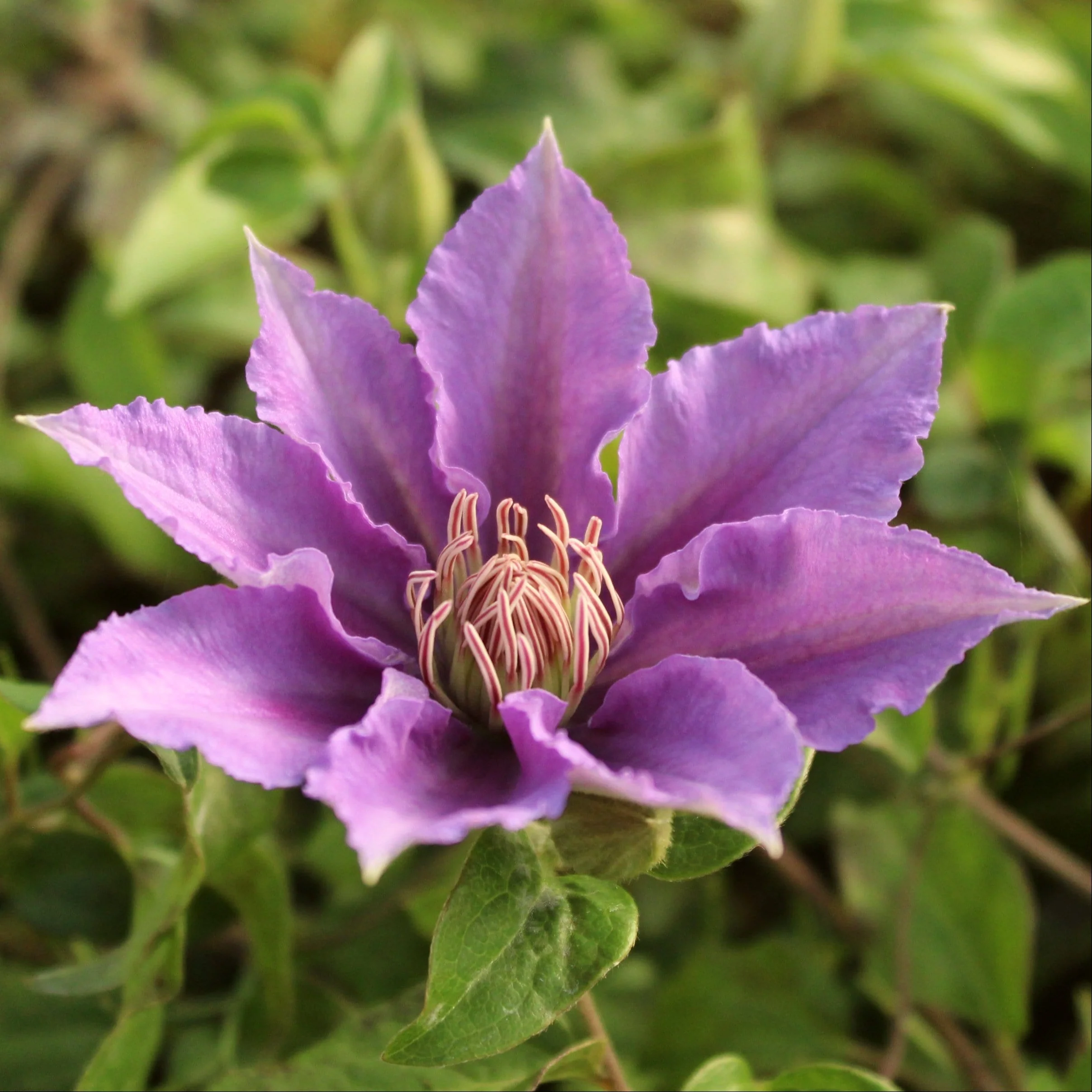 Clematis 'Bijou'
