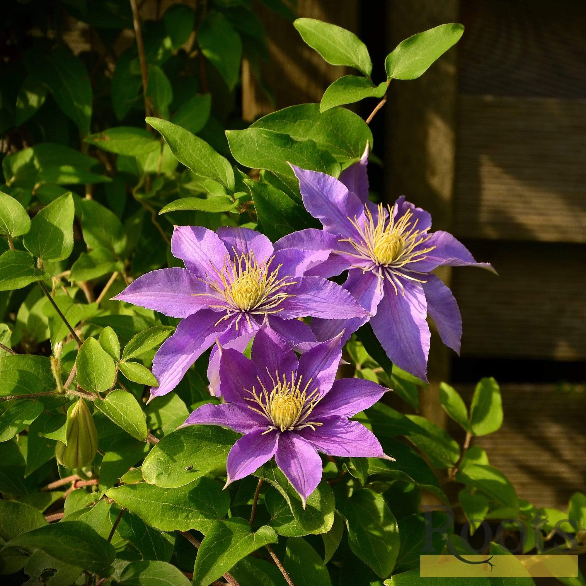 Clematis 'Bijou' - Image 2