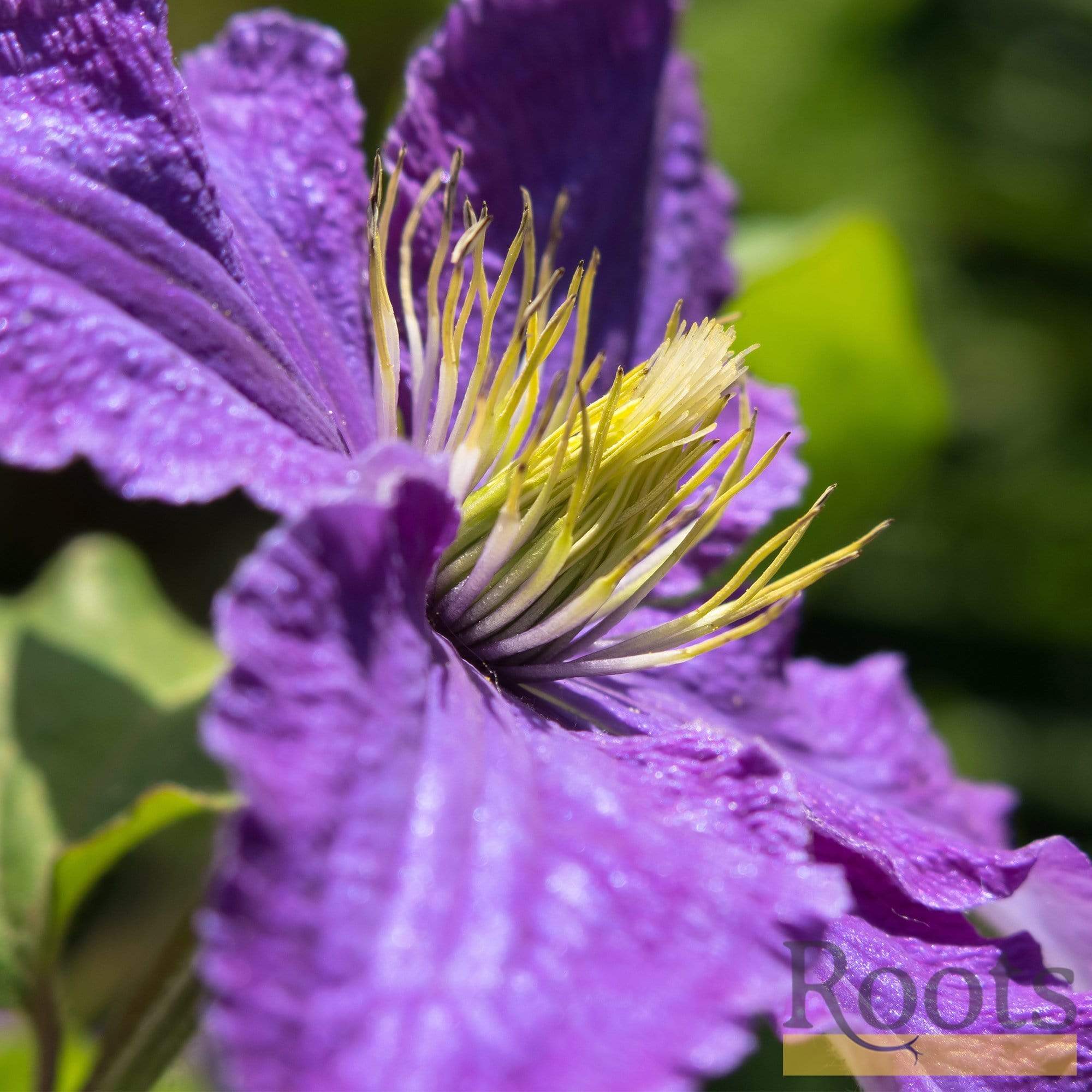 Clematis 'Bijou' - Image 3