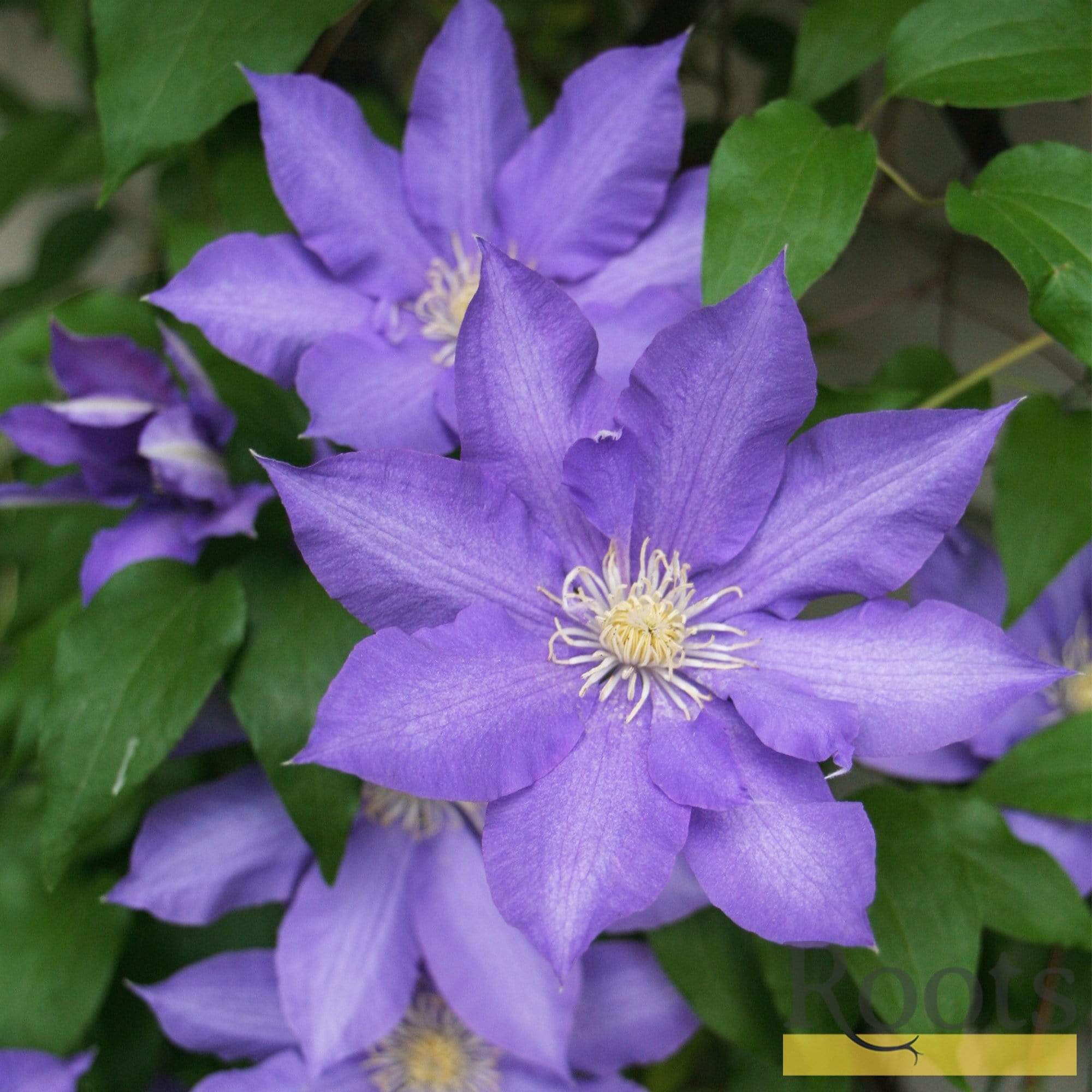 Clematis 'Bijou' - Image 4