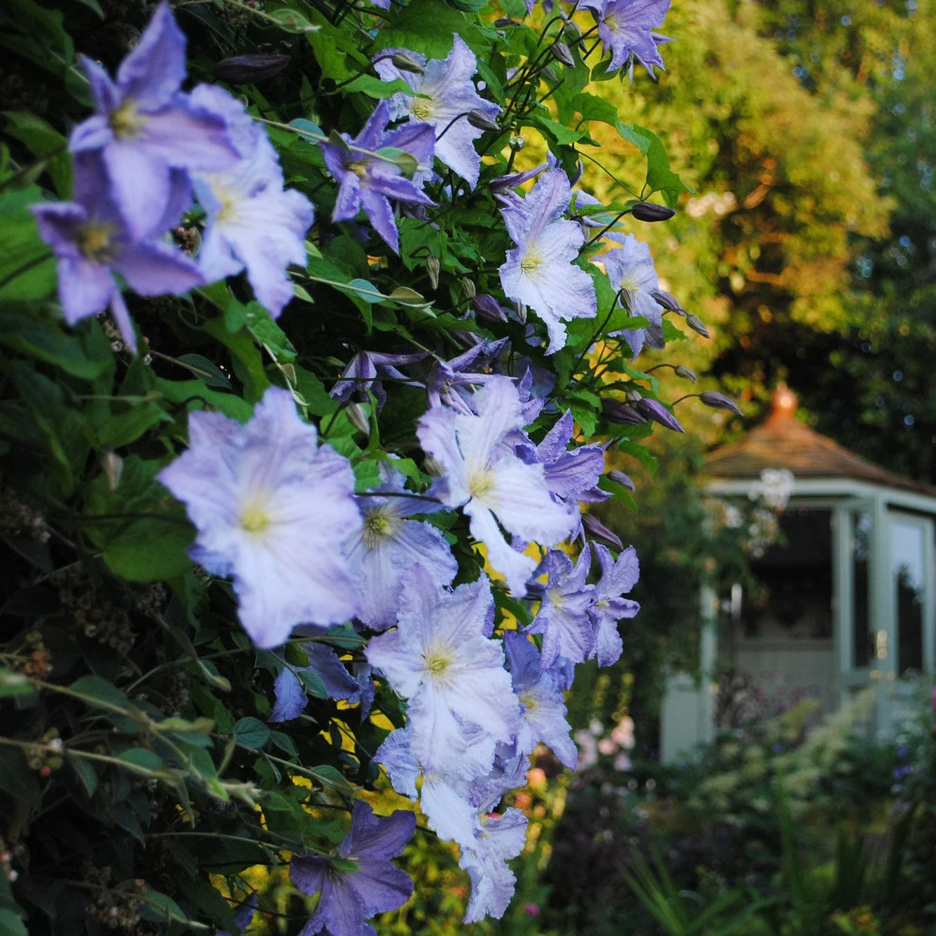 Clematis 'Blue Angel' - Image 2