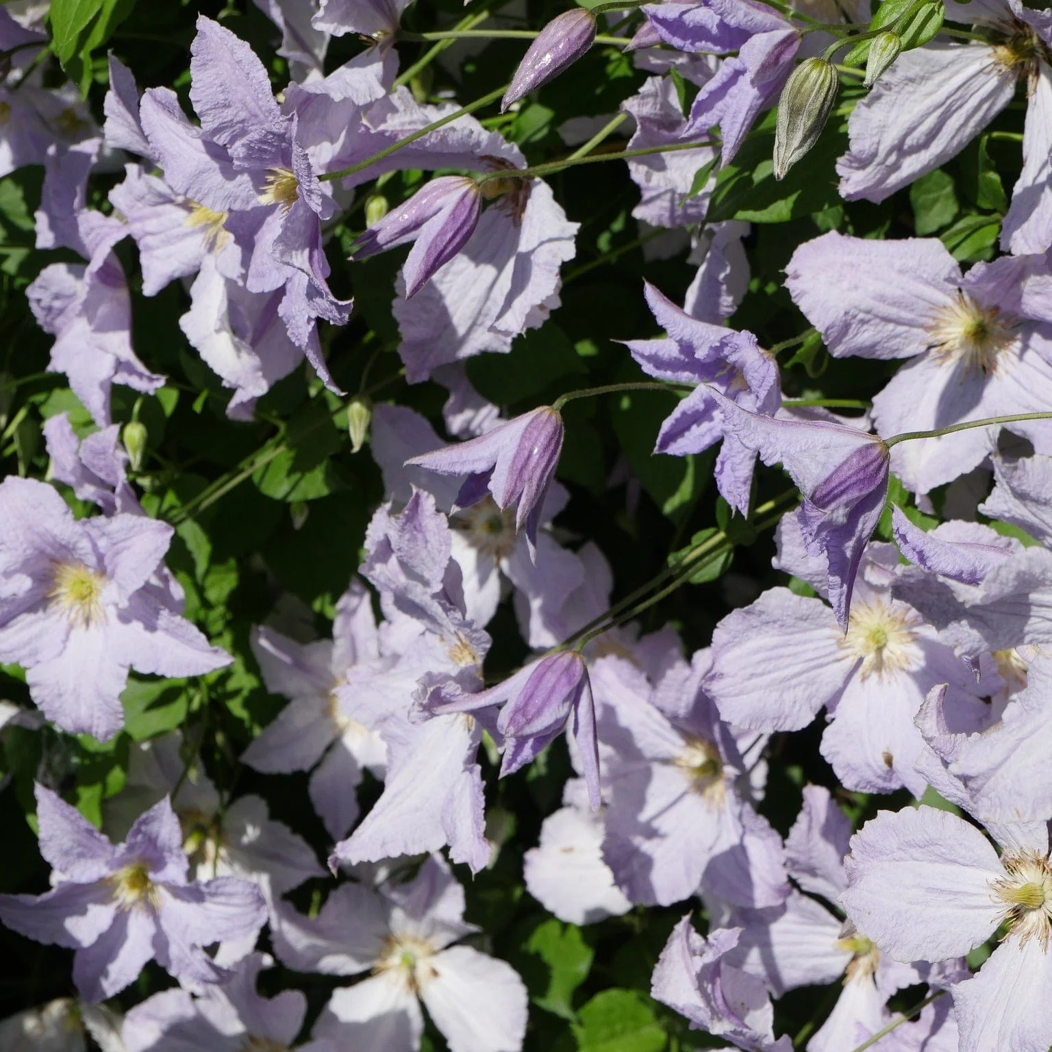 Clematis 'Blue Angel' - Image 3