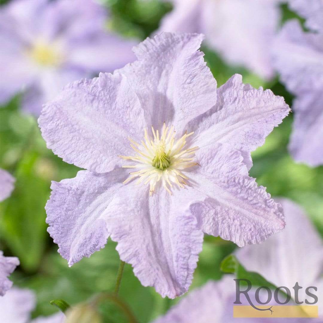 Clematis 'Blue Angel' - Image 4