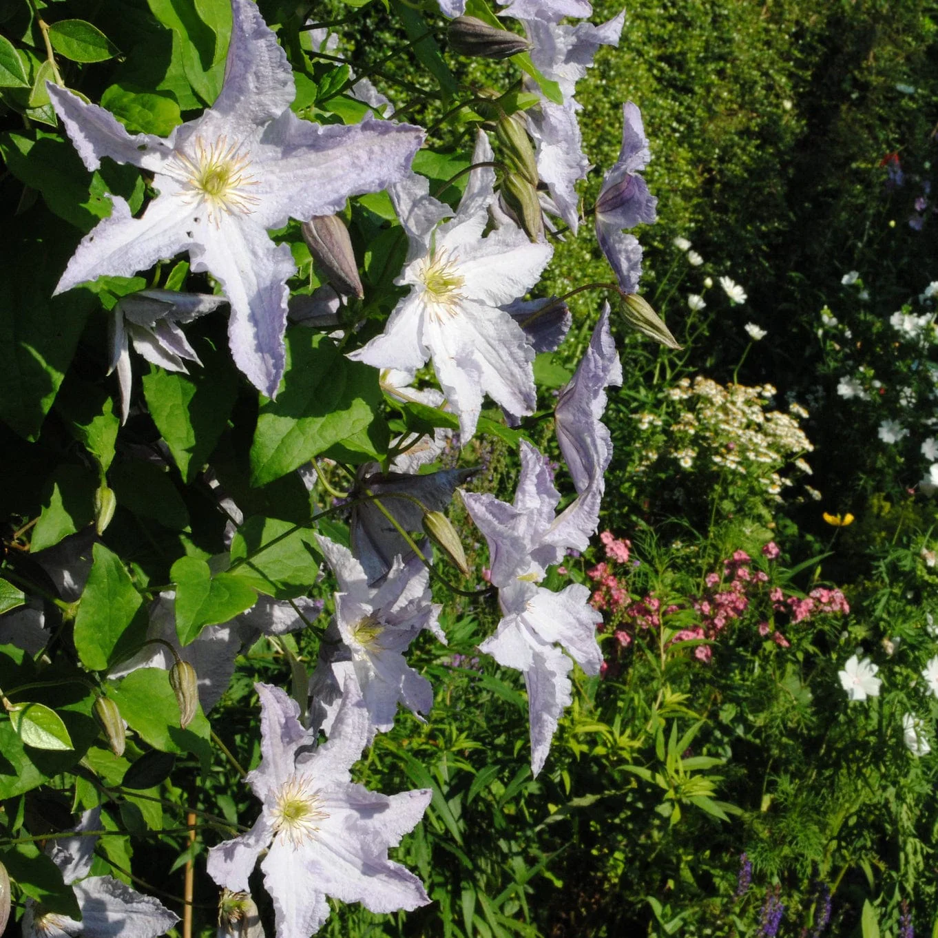 Clematis 'Blue Angel' - Image 6