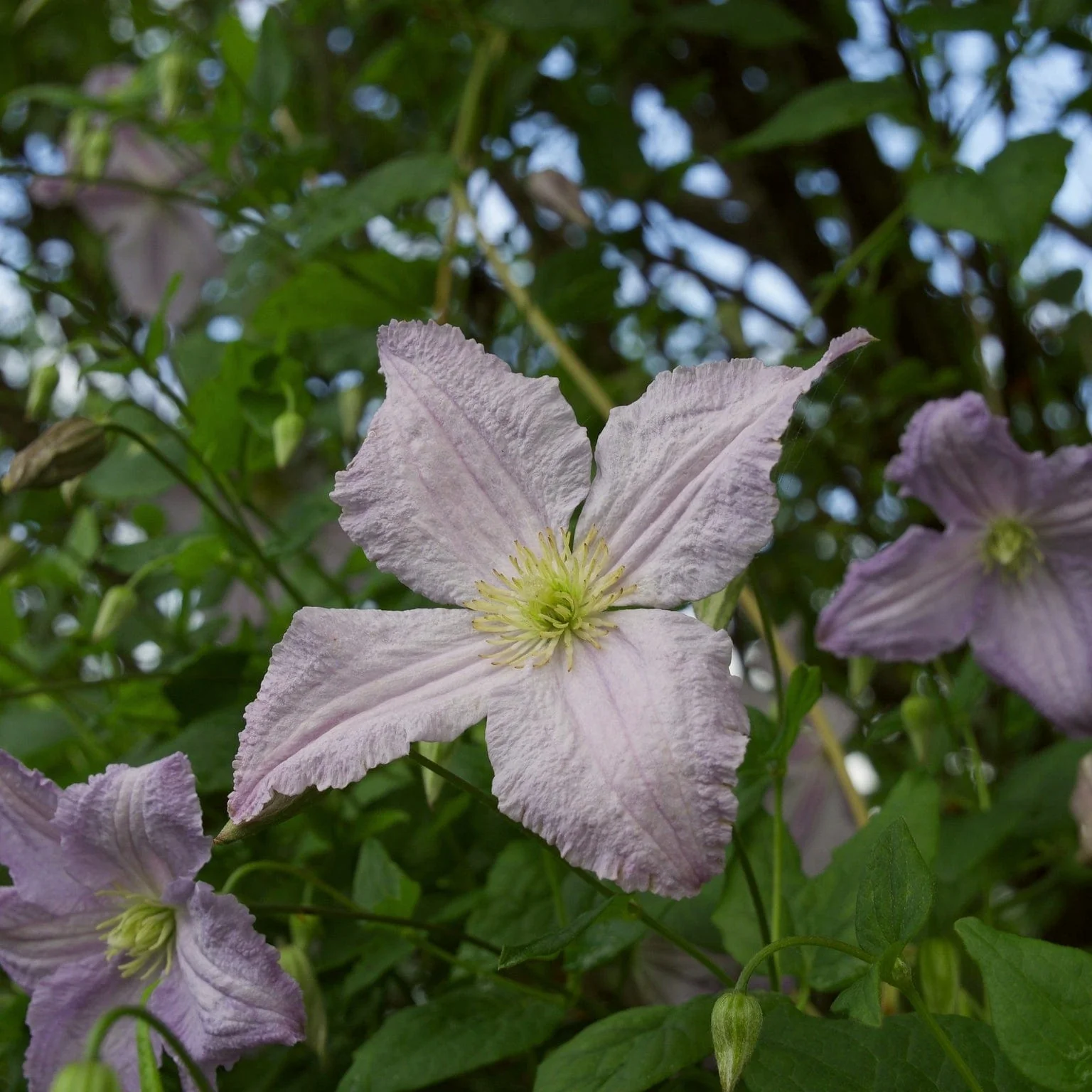 Clematis 'Blue Angel' - Image 7