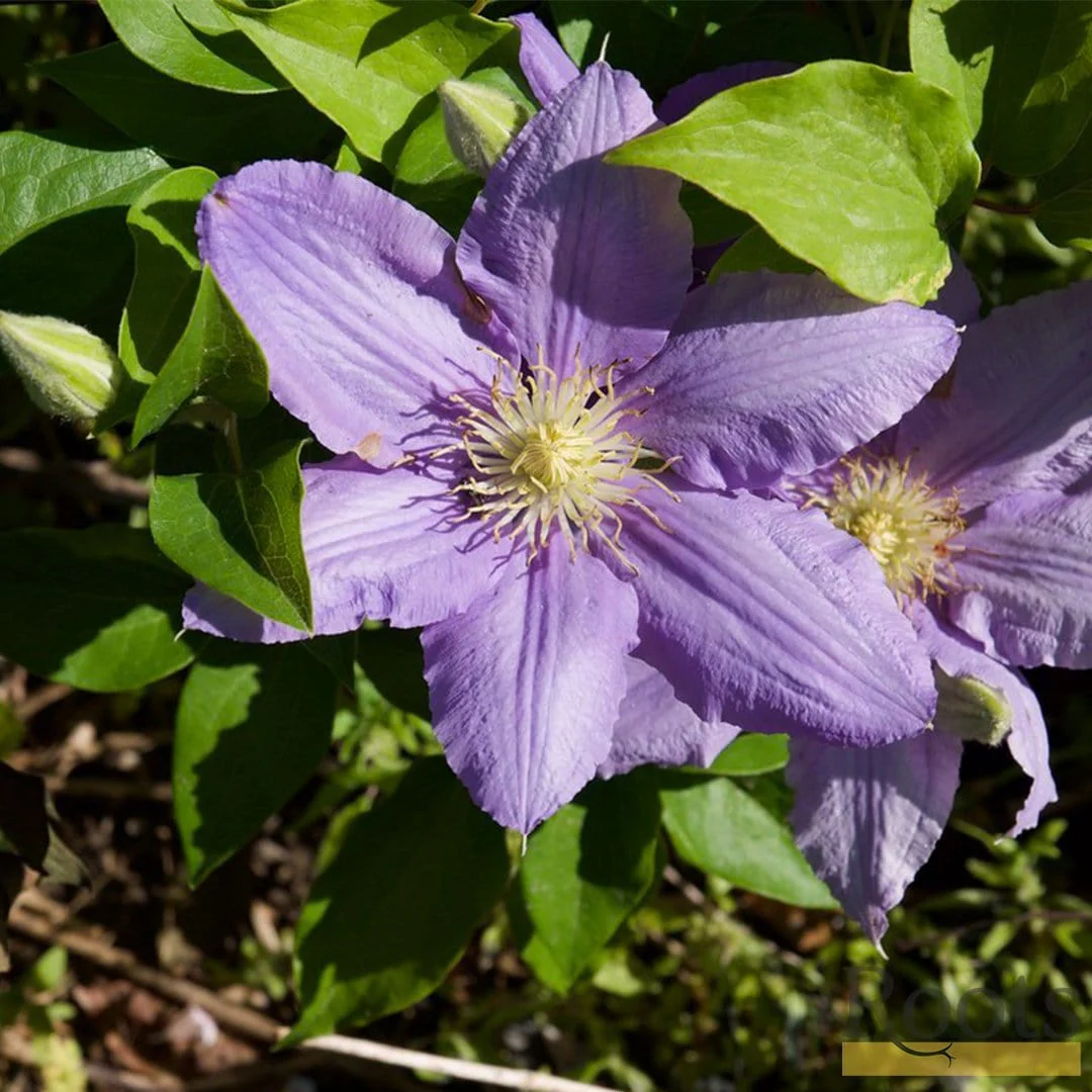 Clematis 'Cezanne' - Image 2