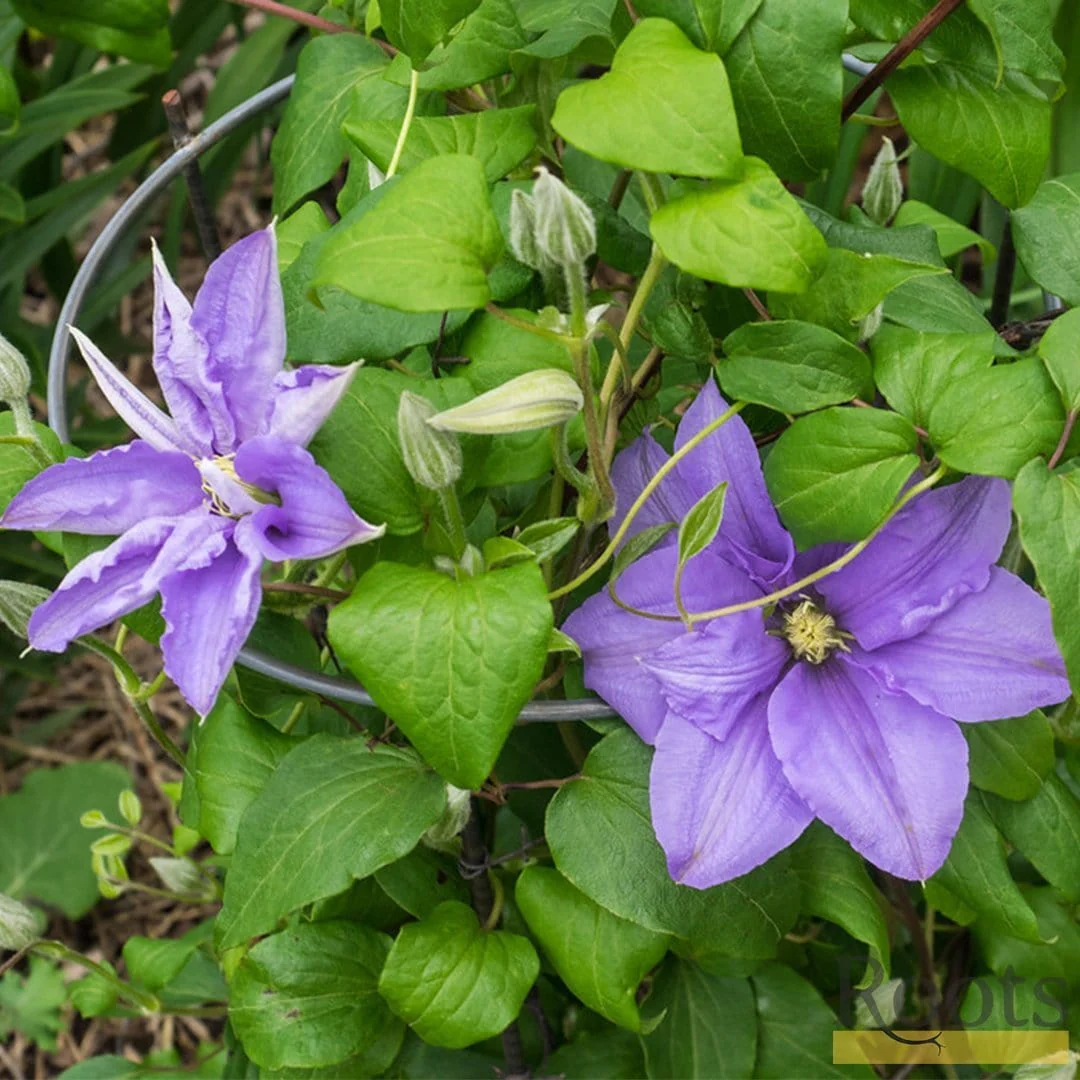 Clematis 'Cezanne' - Image 3