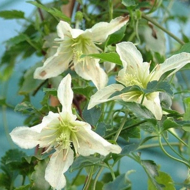 Clematis cirrhosa 'Ourika Valley'