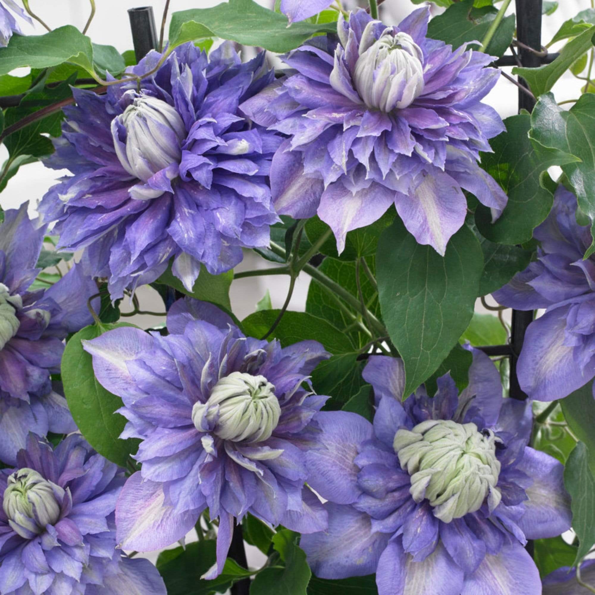 Clematis 'Diamantina' - Image 2