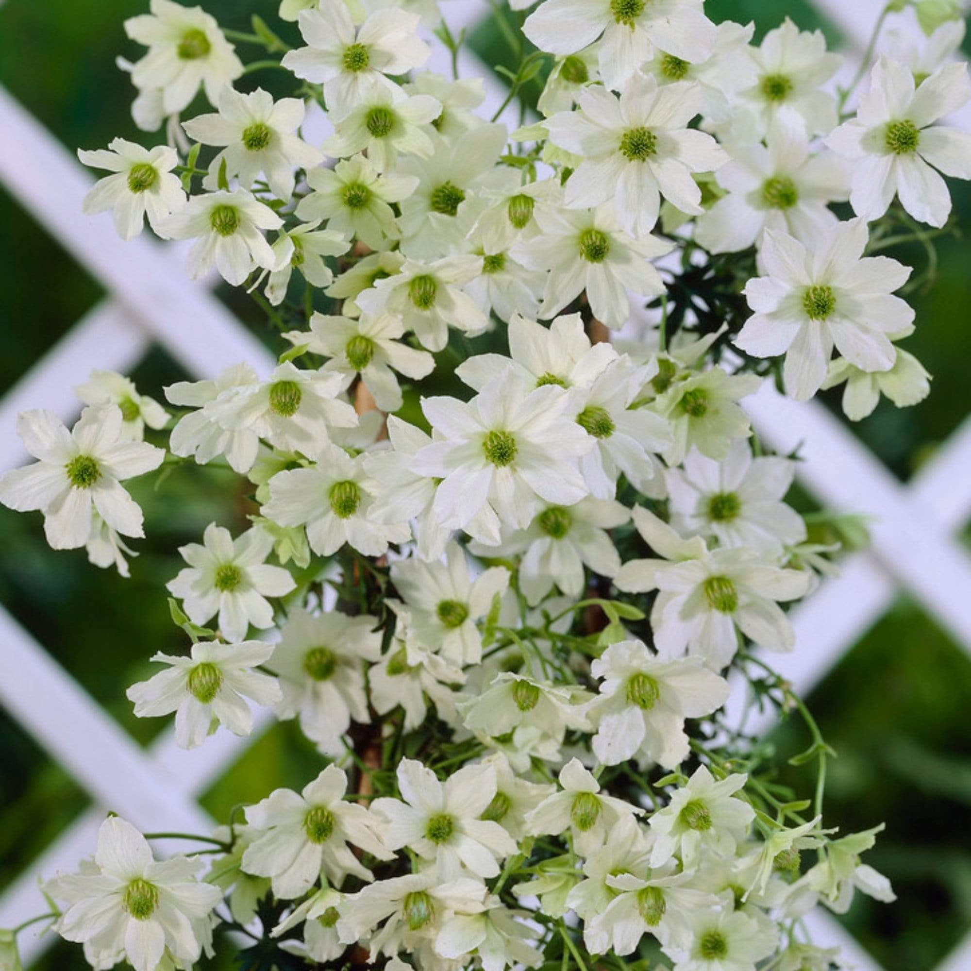 Clematis 'Early Sensation' - Image 2