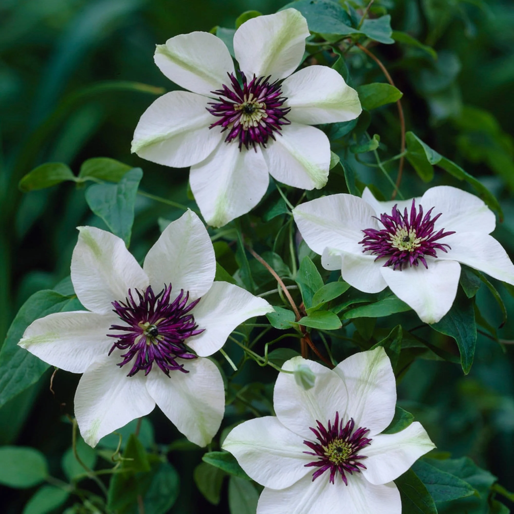 Clematis florida 'Sieboldii' - Image 2