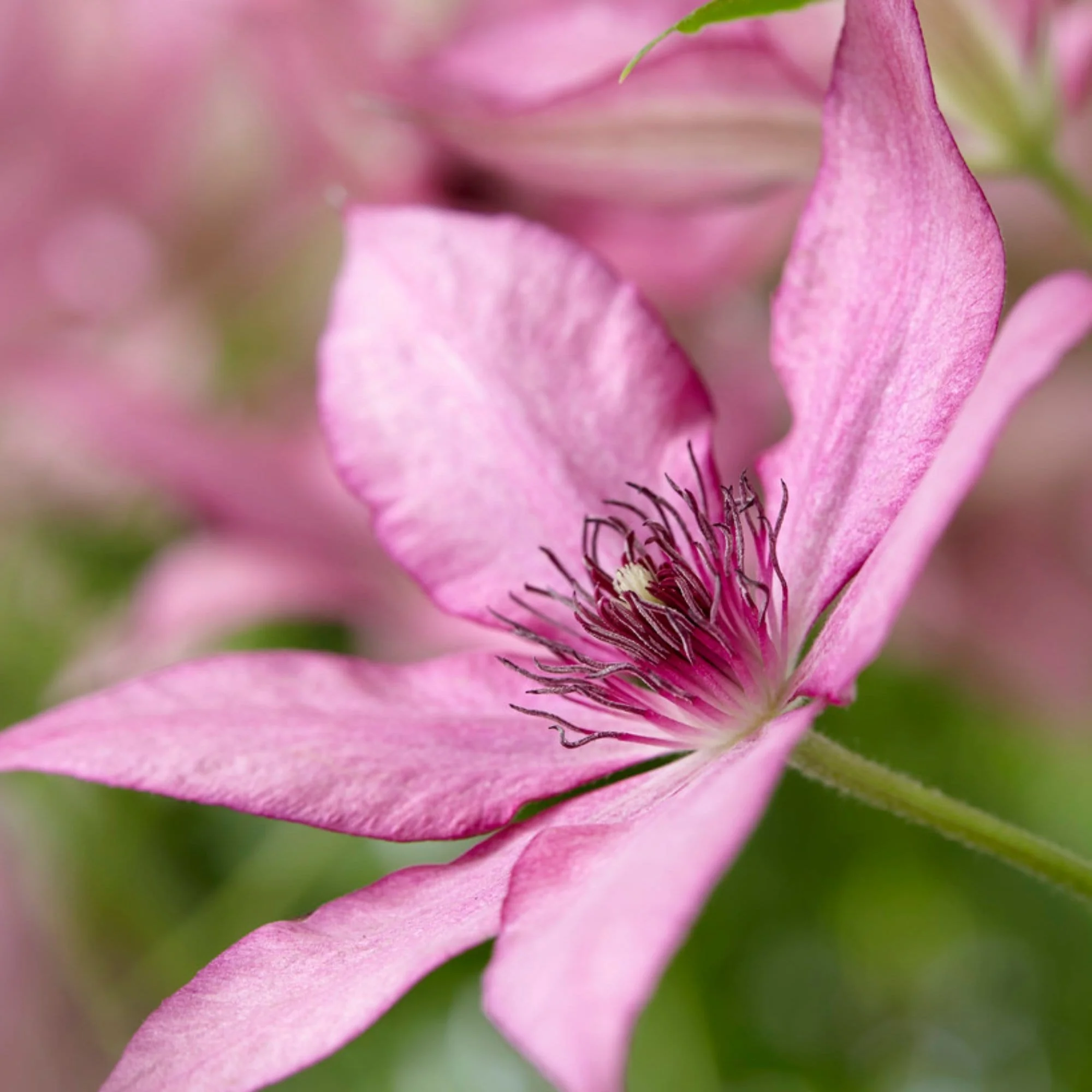 Clematis 'Giselle'