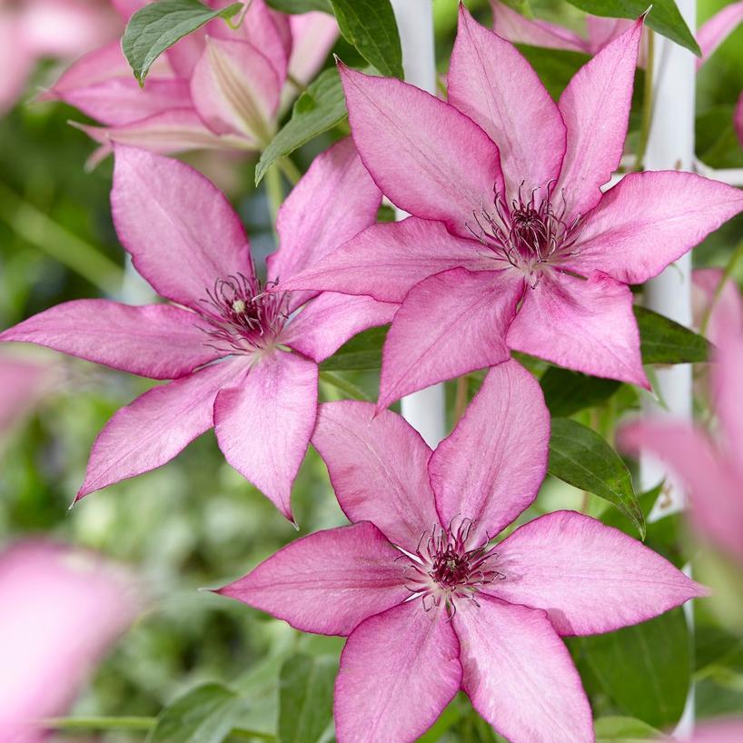 Clematis 'Giselle' - Image 2