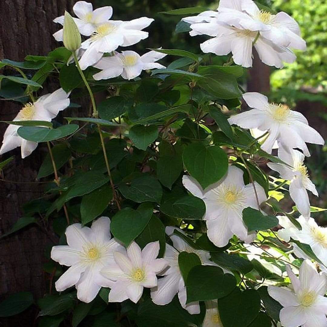 Clematis 'Marie Boisselot' - Image 2