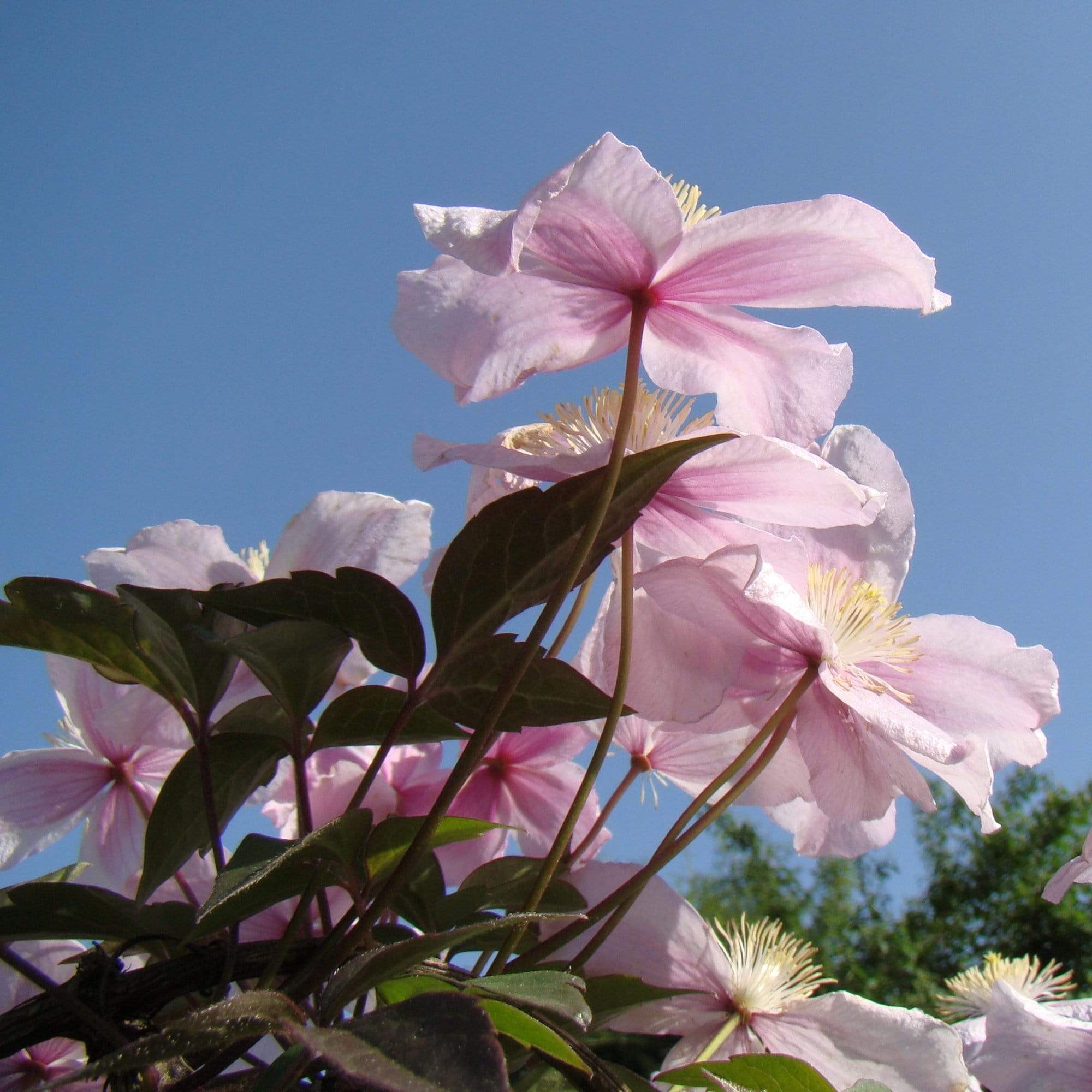 Clematis montana 'Mayleen' - Image 3