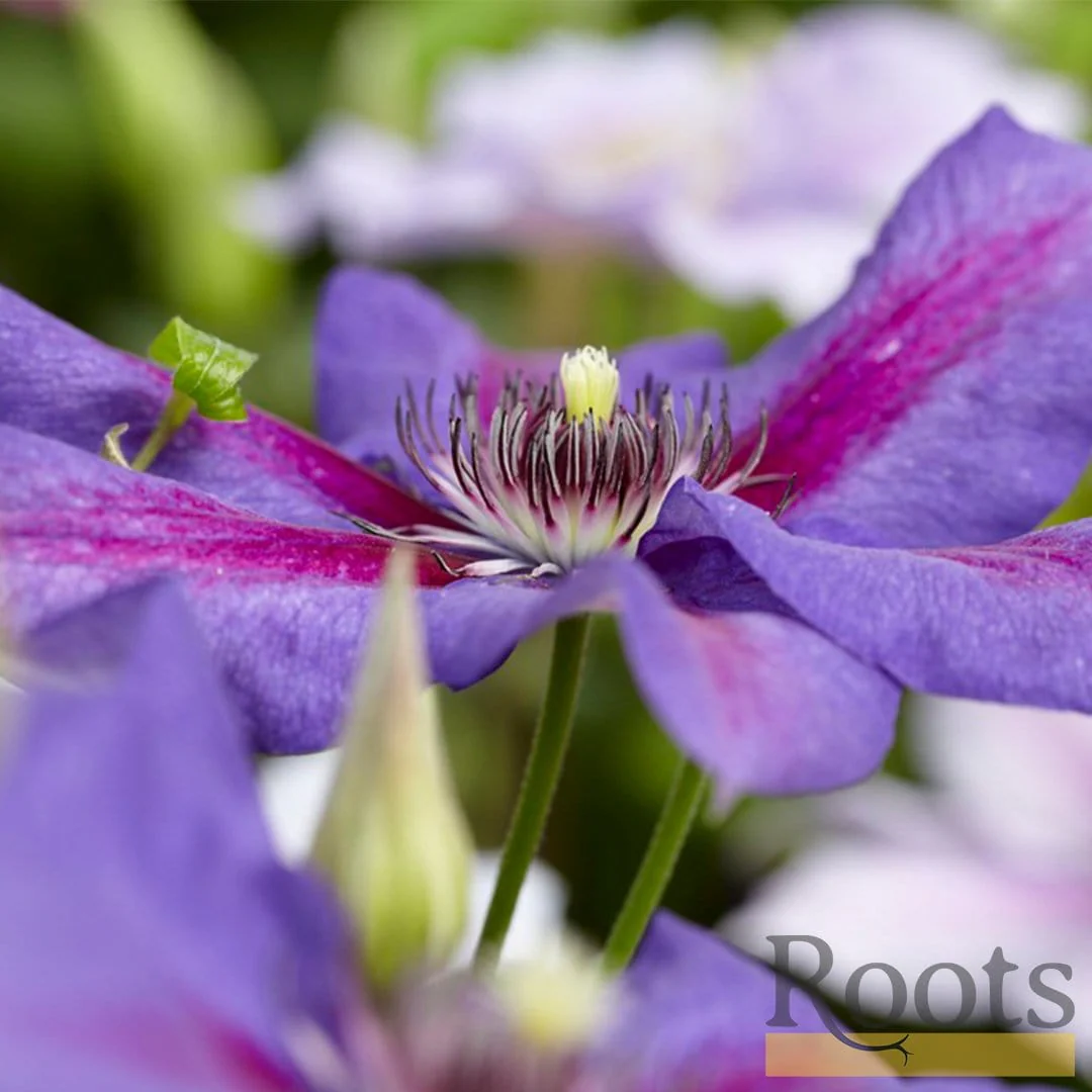 Clematis 'Mrs Norman Thompson' - Image 3