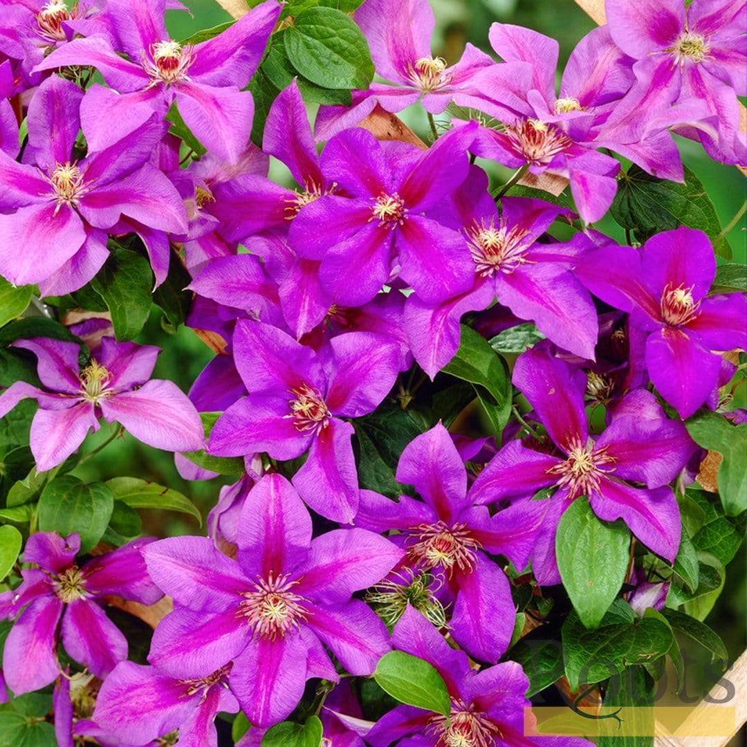 Clematis 'Mrs Norman Thompson' - Image 4