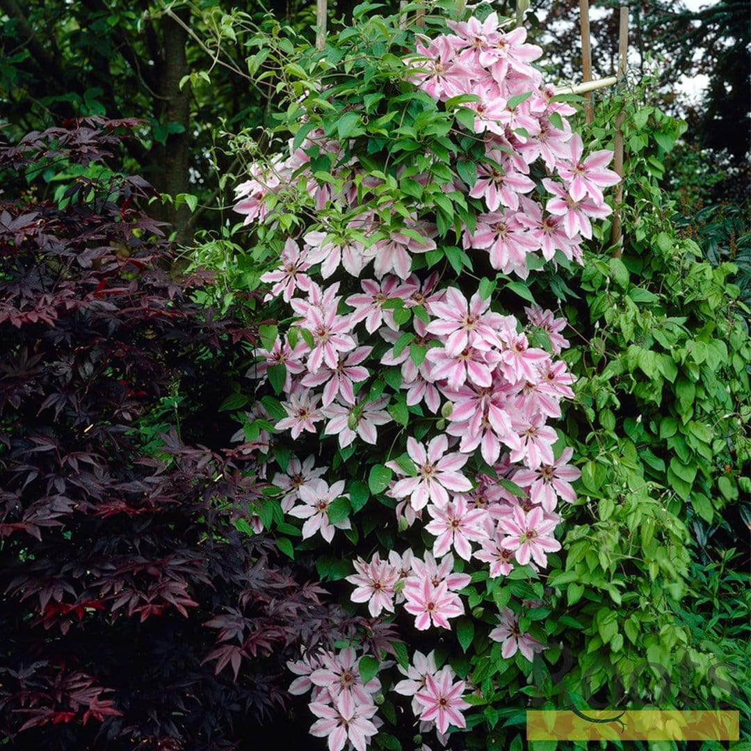Clematis 'Nelly Moser' - Image 3